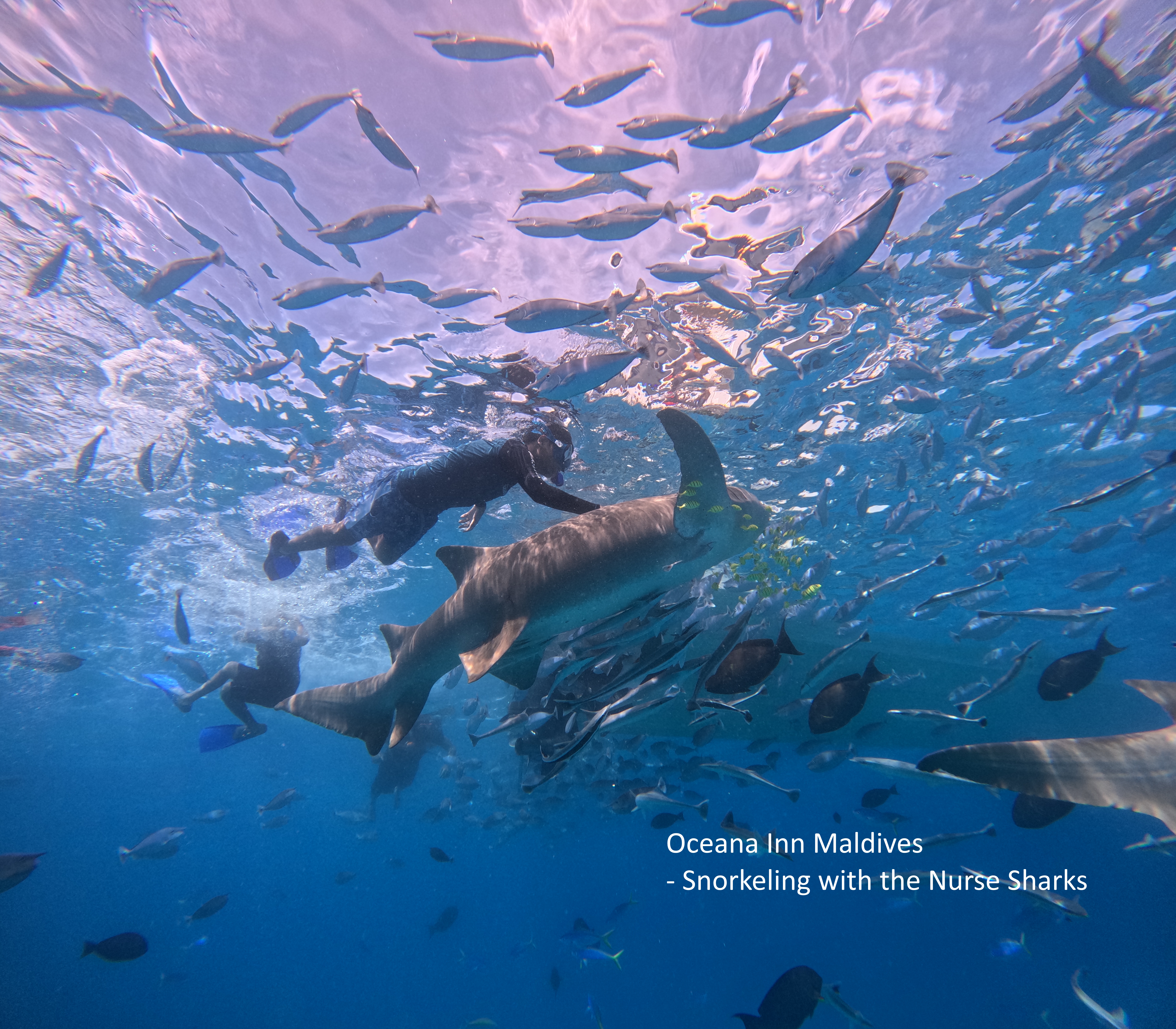 Oceana Inn Maldives