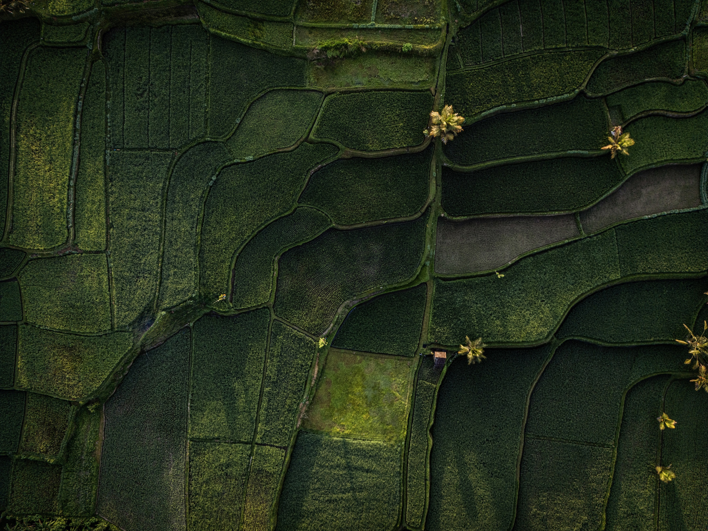 Anantara Ubud Bali Resort - nuotrauka