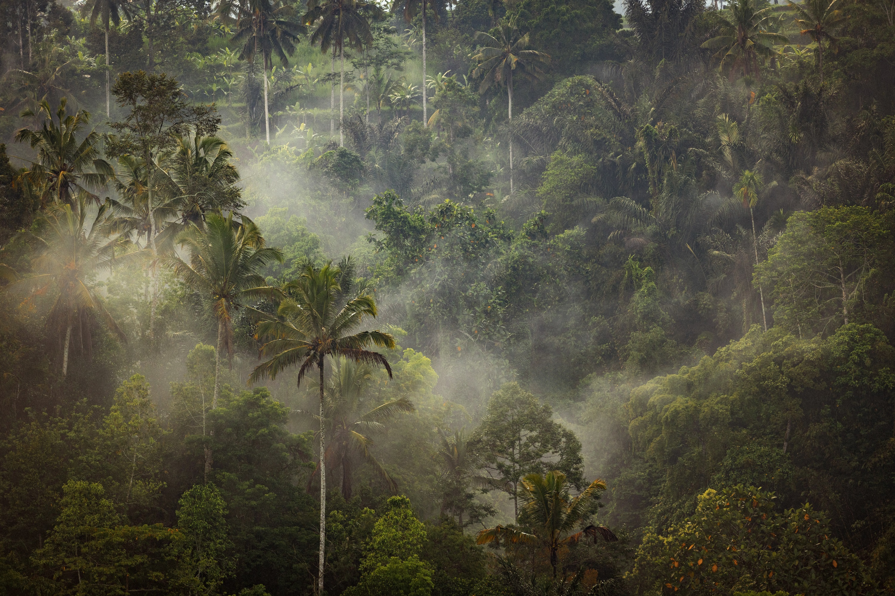 Anantara Ubud Bali Resort - nuotrauka