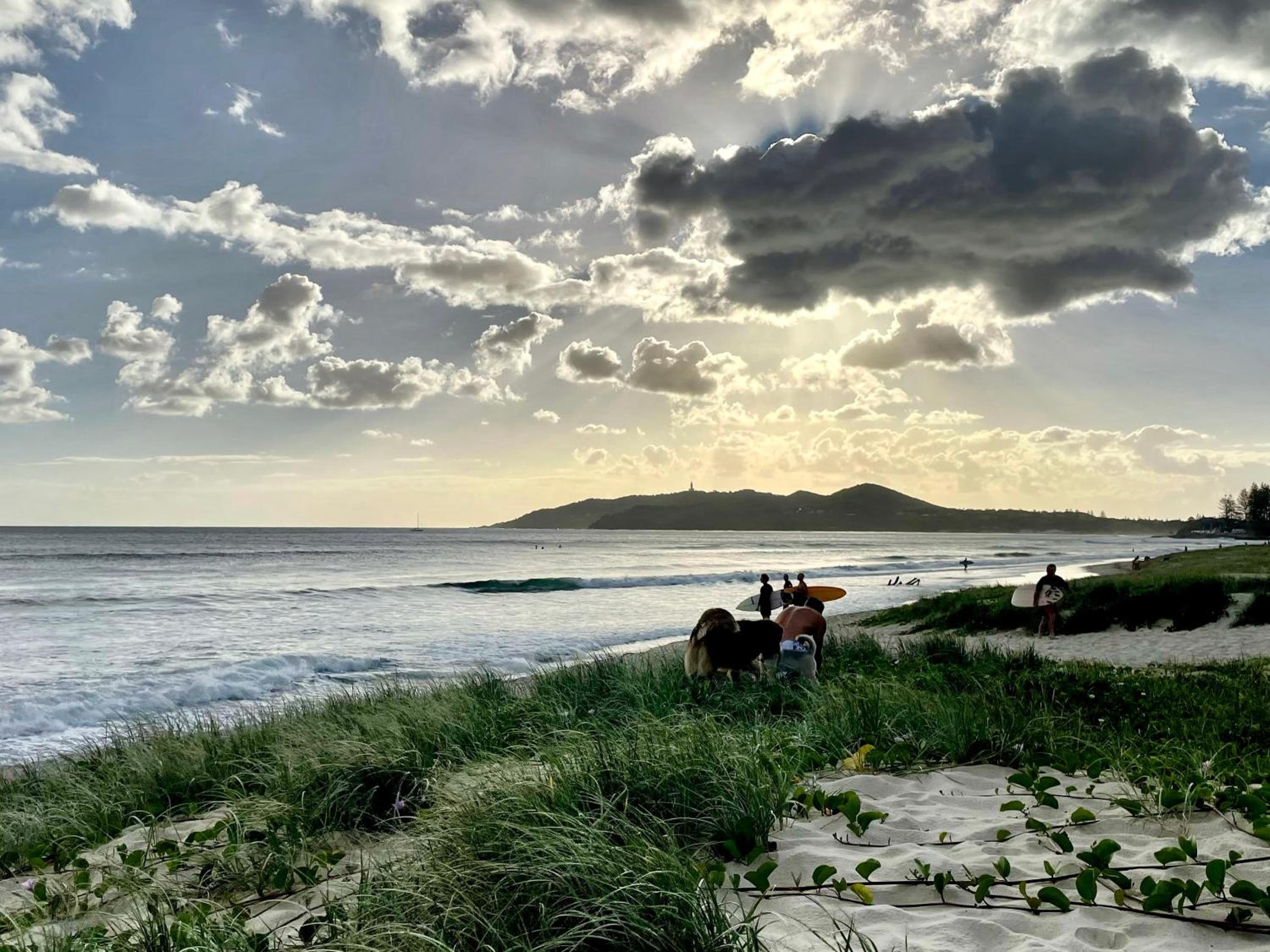 Lily Pad At Byron Bay