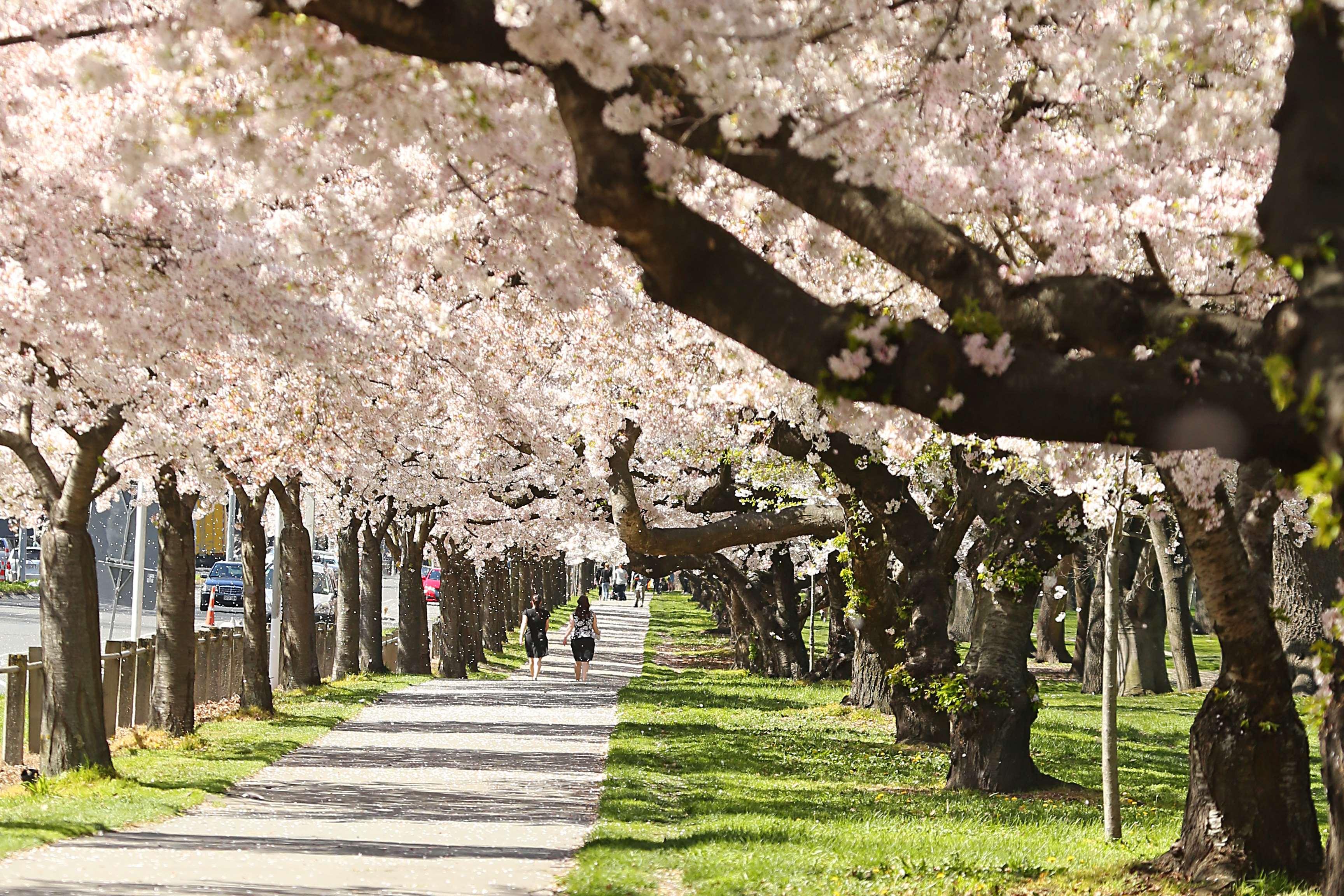 Chateau on the Park - Christchurch, a DoubleTree by Hilton by null