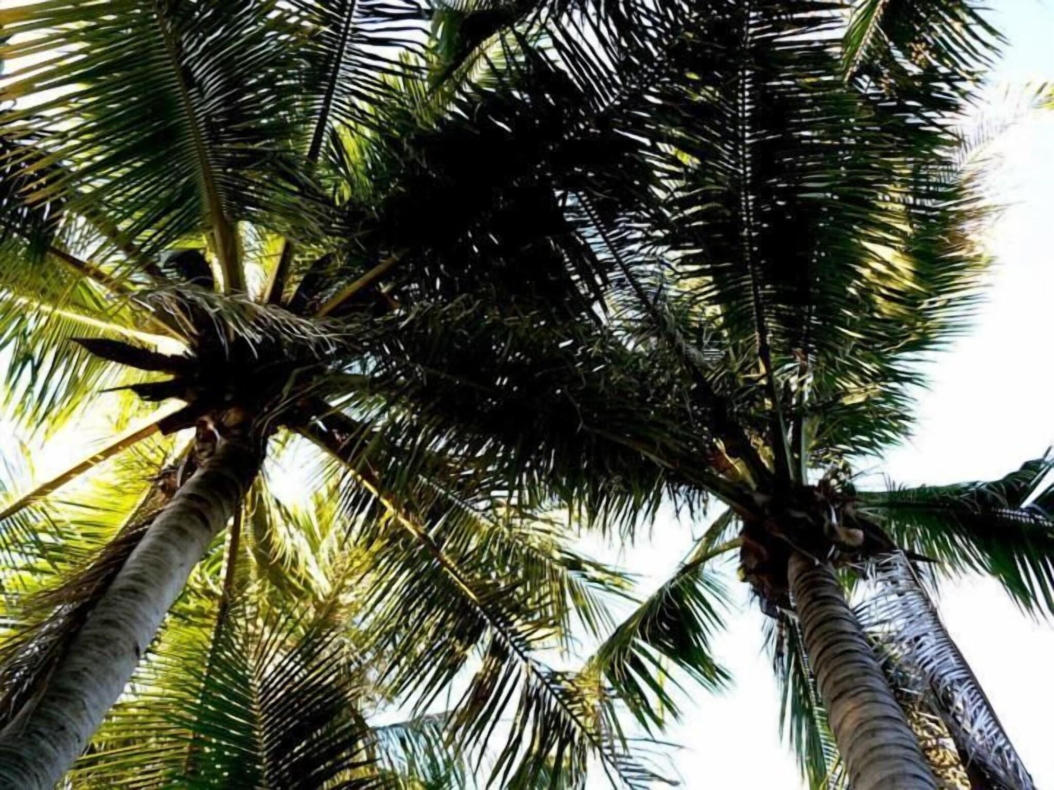 Pinctada McAlpine House by null