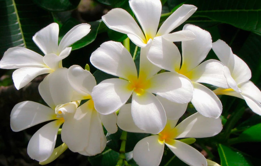 Emeline by null Emeline by null