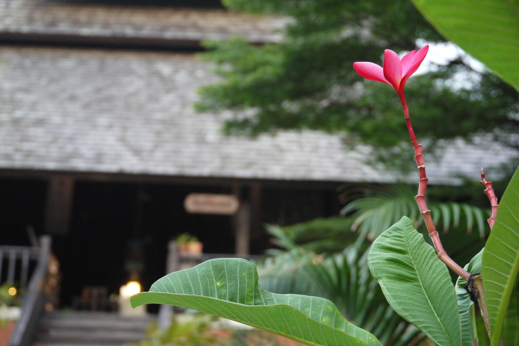 Rainforest Chiangmai Hotel by null