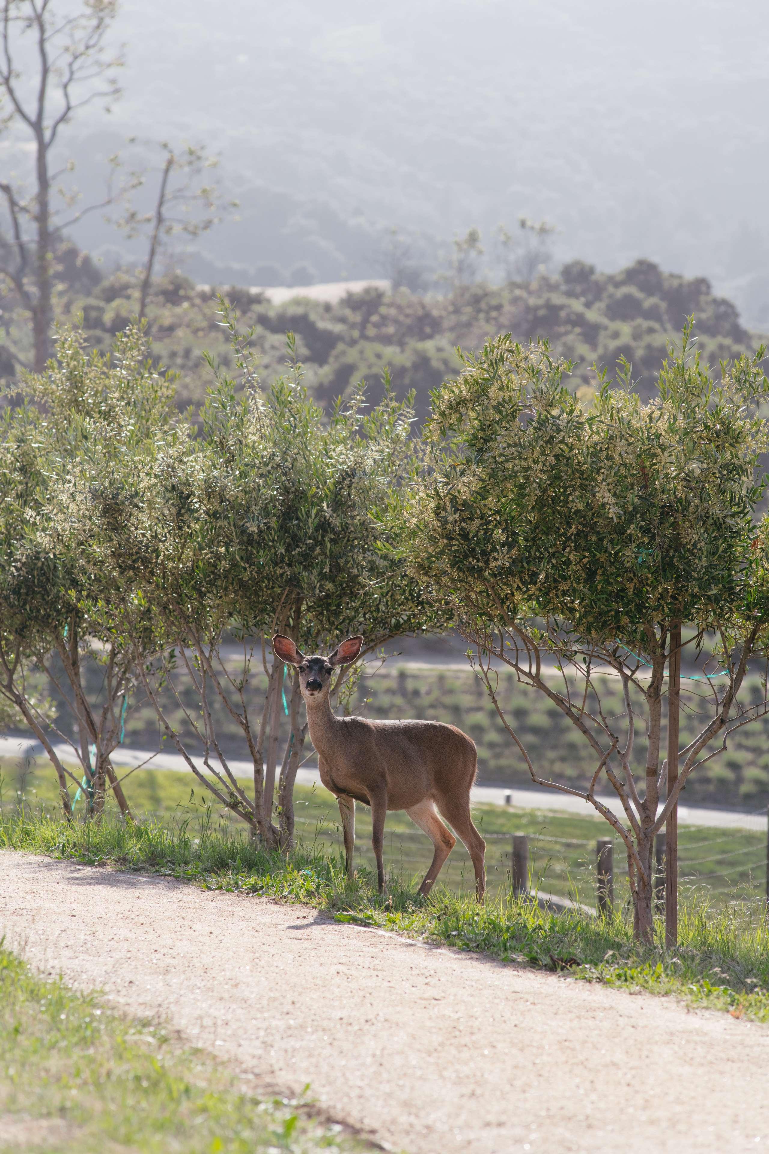 Carmel Valley Ranch - The Unbound Collection by Hyatt by null Carmel Valley Ranch - The Unbound Collection by Hyatt by null