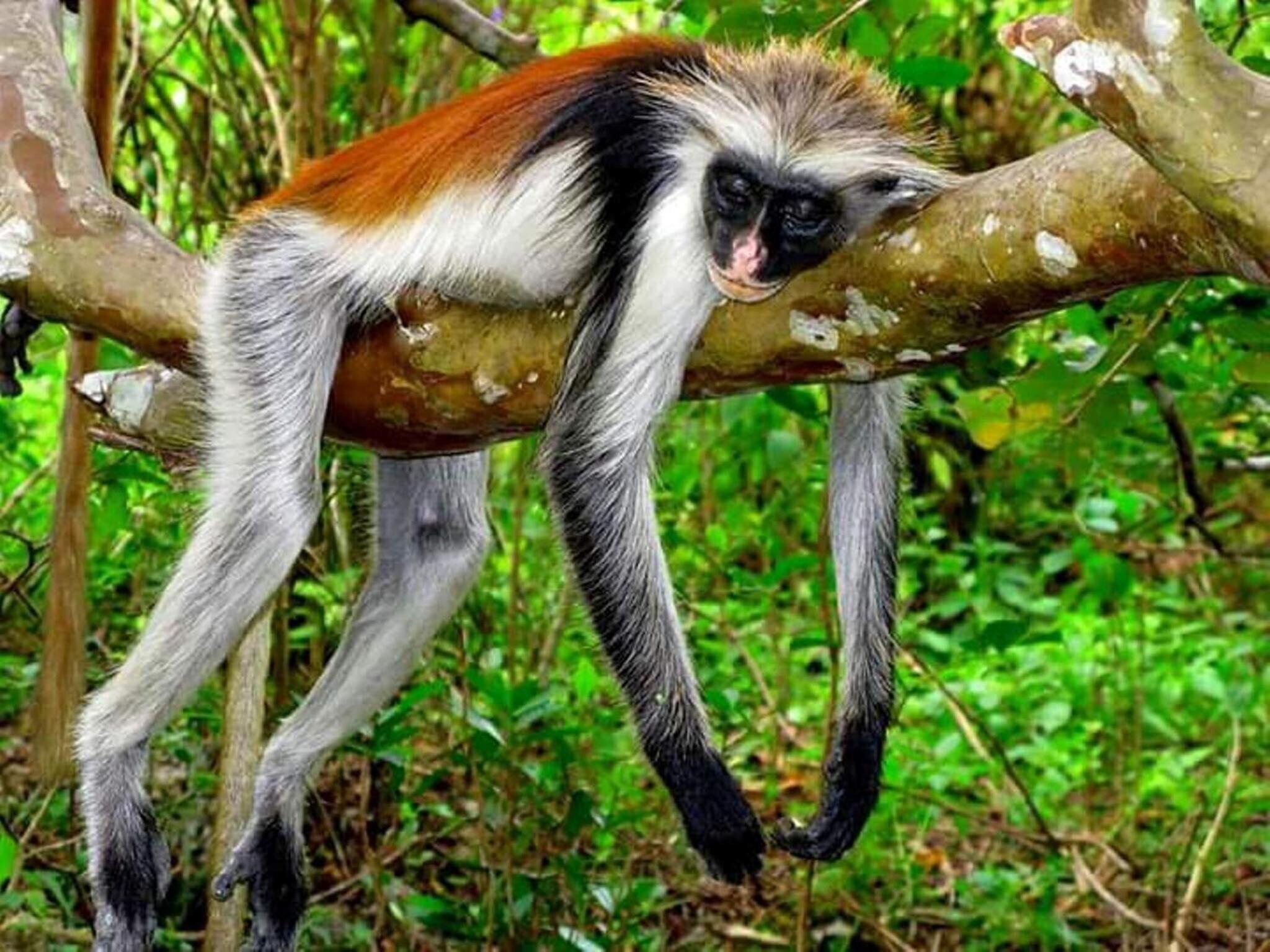 Ora Resort Samaki Lodge - photo