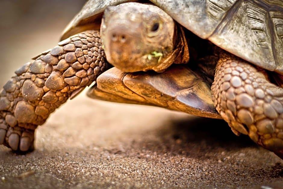 Ora Resort Samaki Lodge - photo