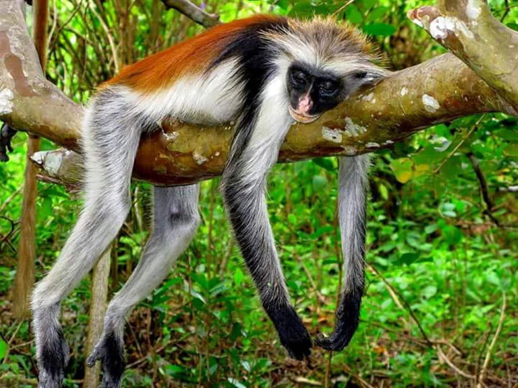 Ora Resort Samaki Lodge - photo