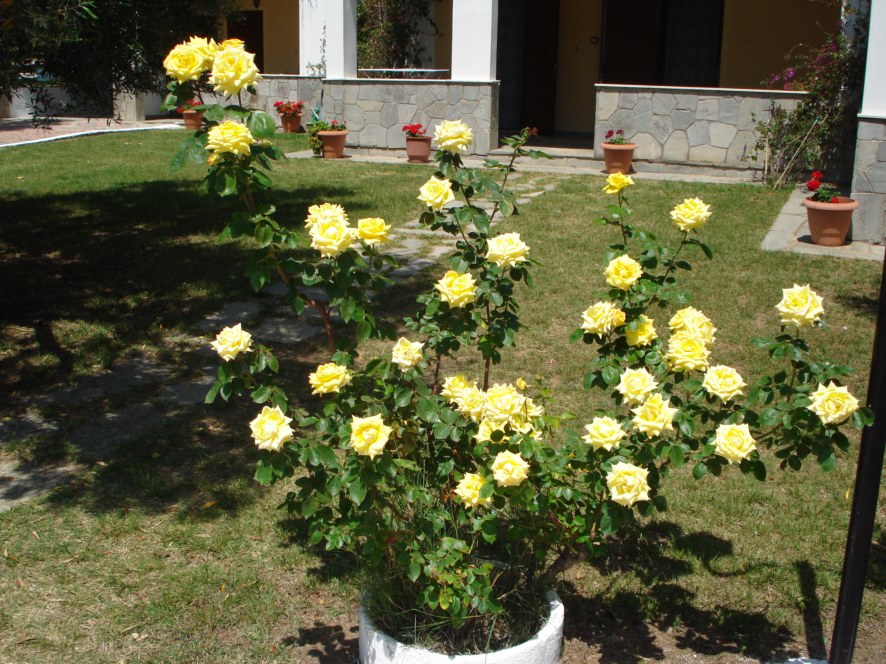 Asteris Village - photo