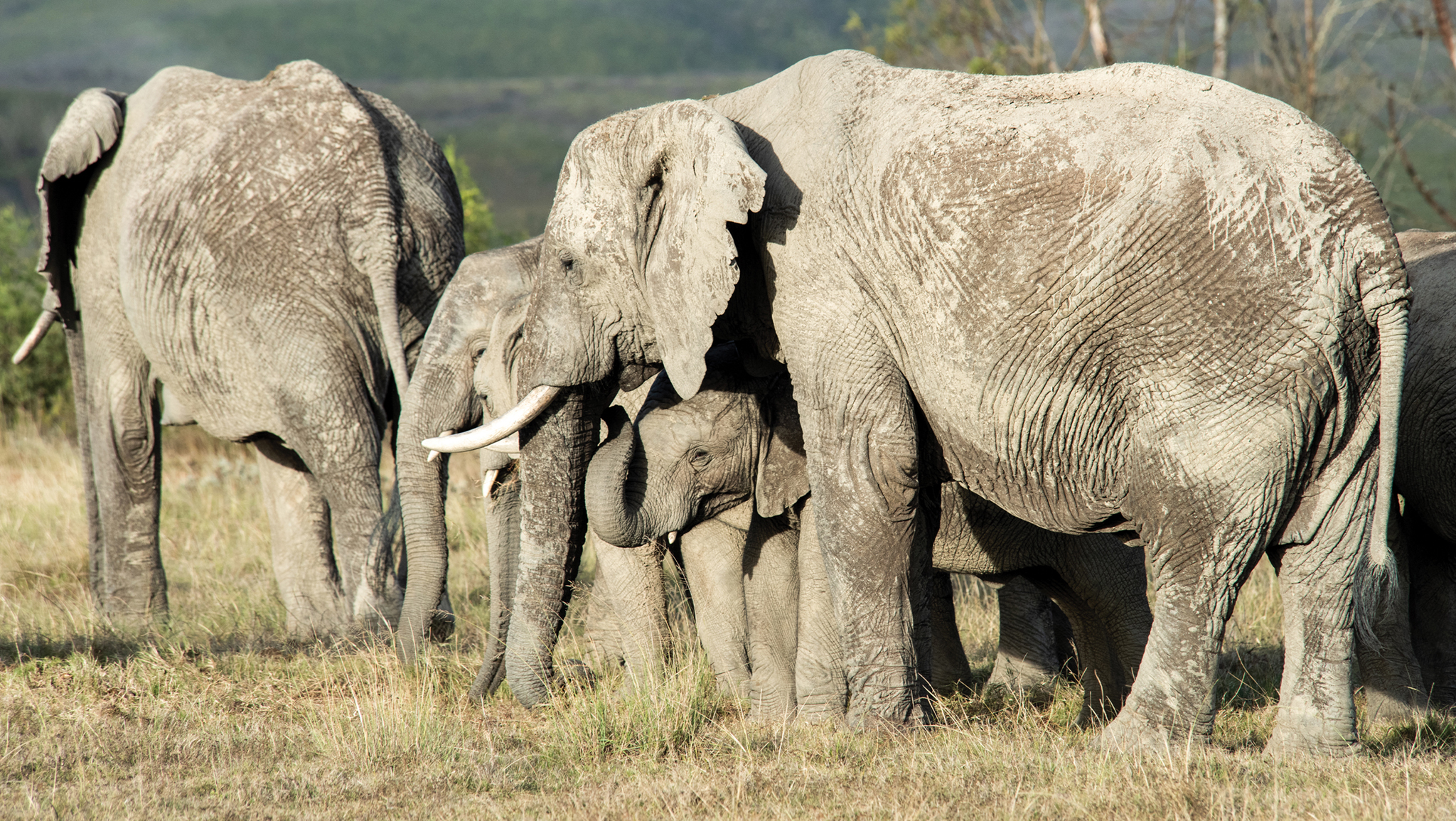 Gondwana Private Game Reserve by null
