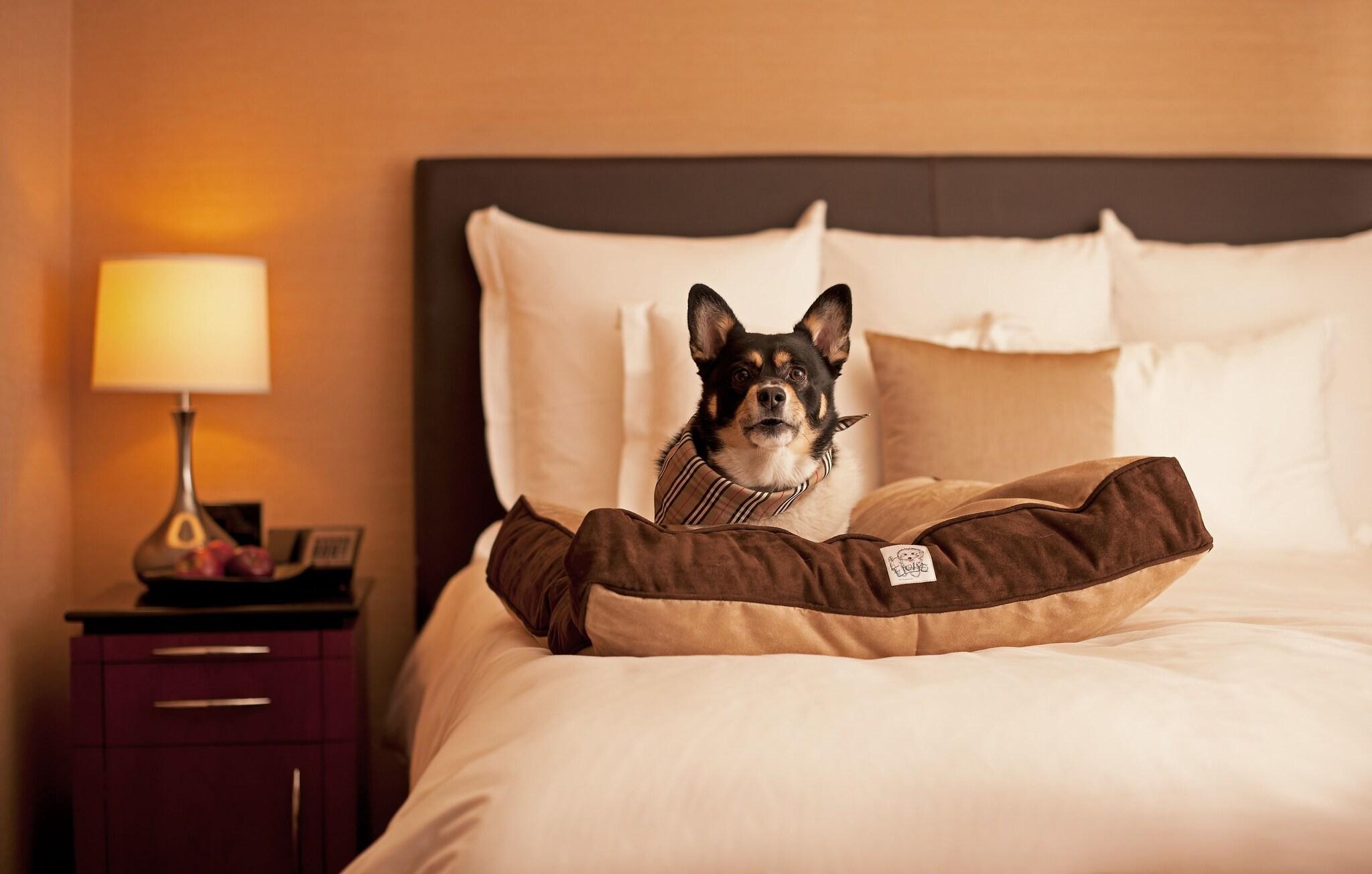 Royal Palms Resort and Spa -The Unbound Collection by Hyatt by null