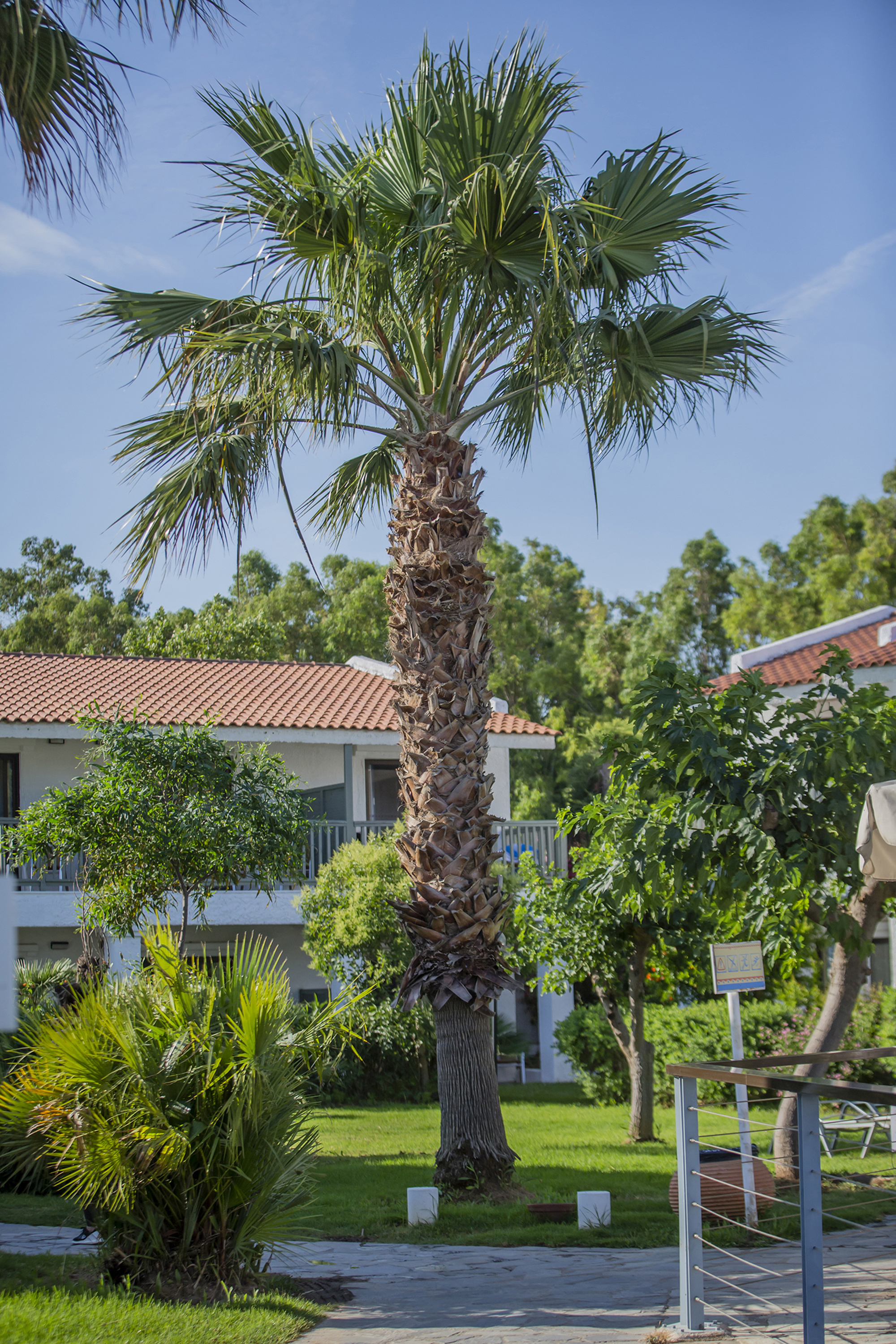 Golden Coast - nuotrauka