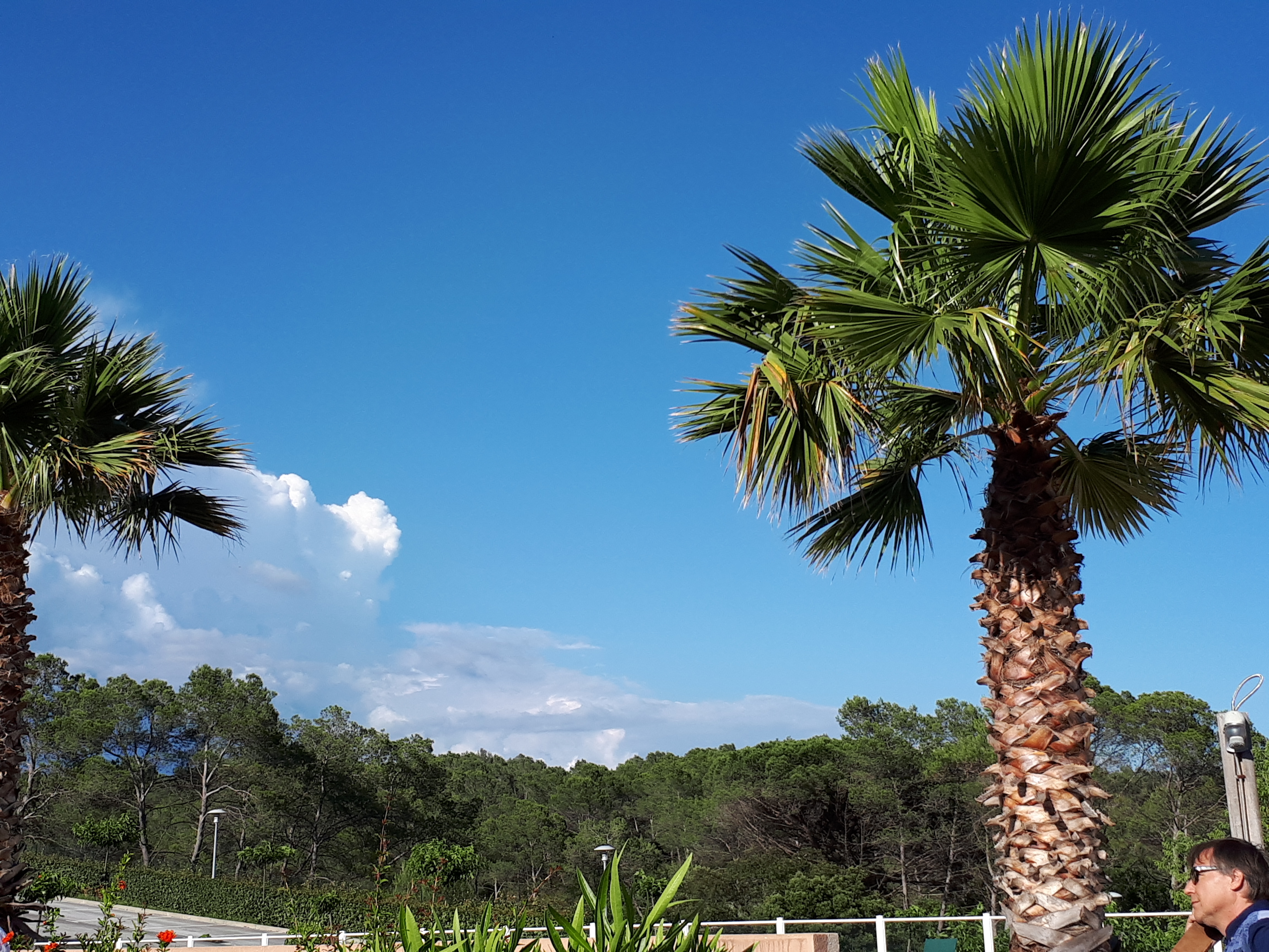 Les Parasols d'Argens