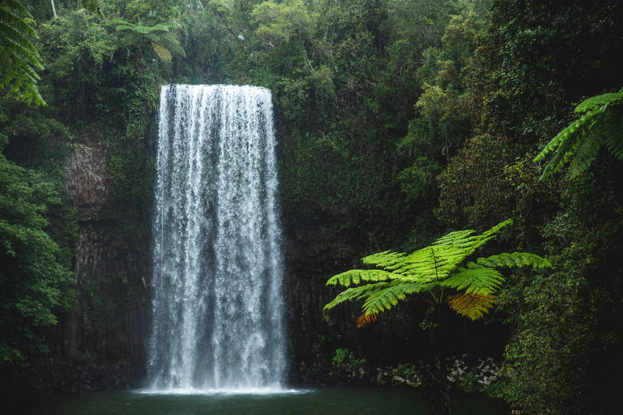 Coral Tree Inn by null