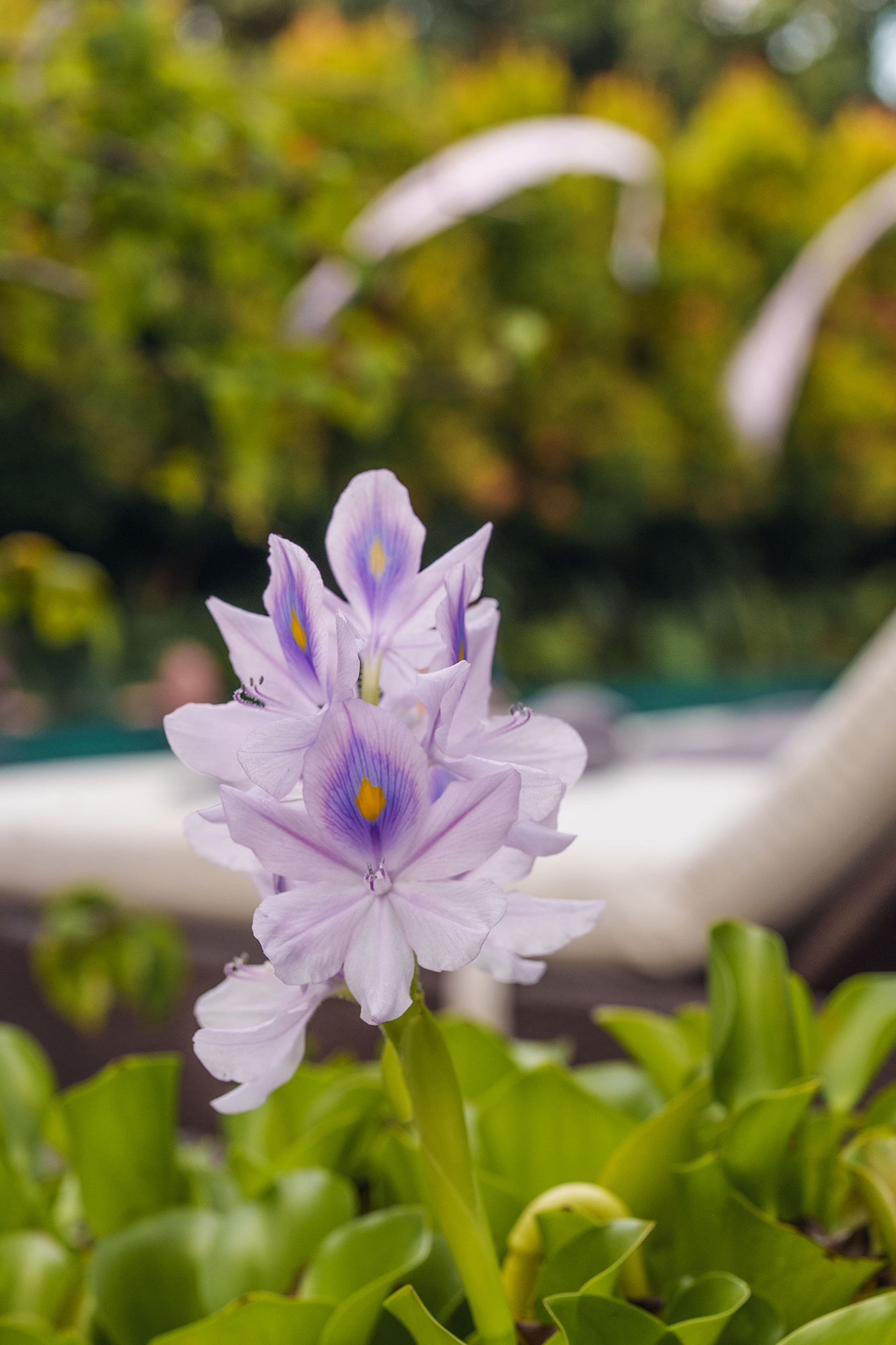 Rama Phala Resort & Spa - nuotrauka