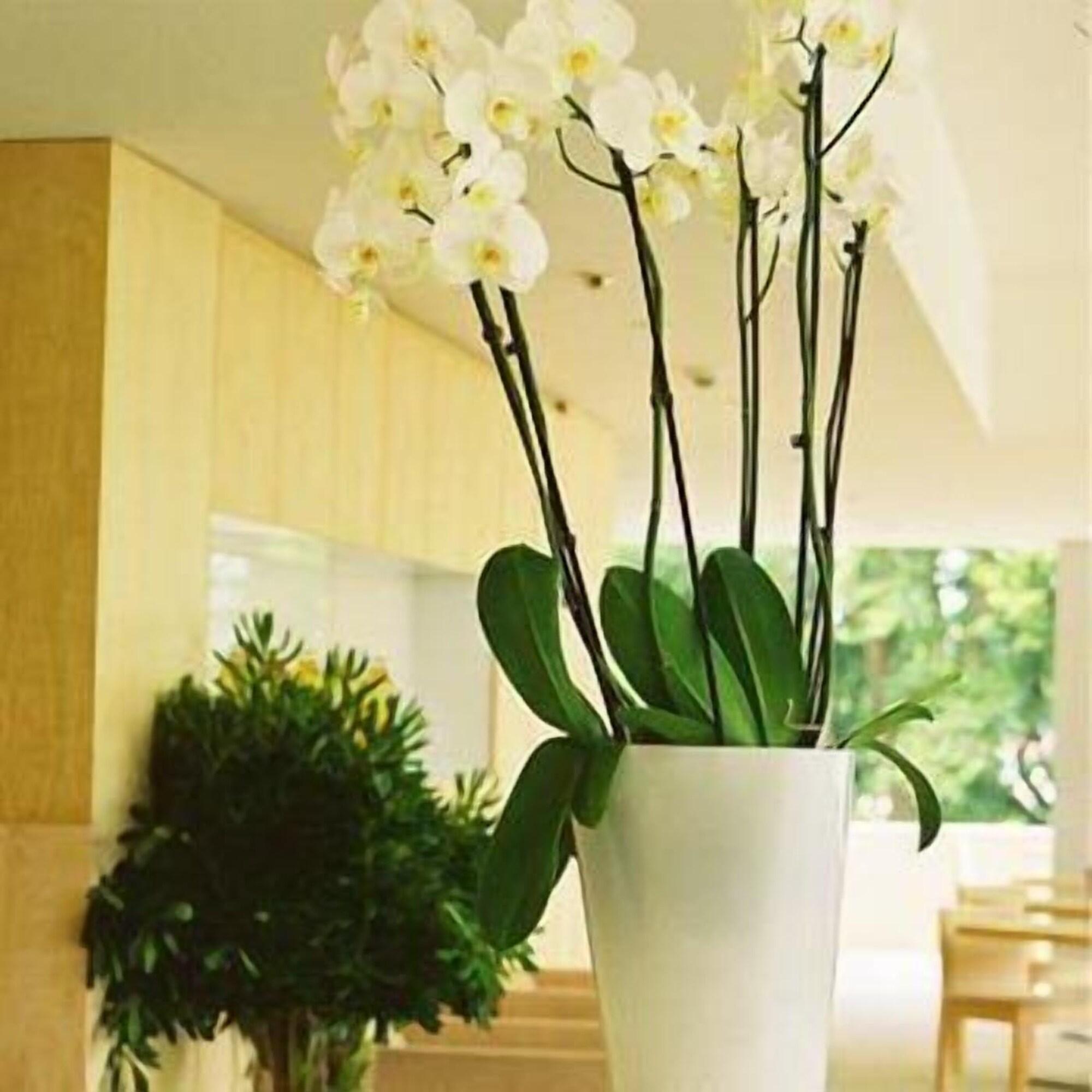 Inlima Hotel & Spa by null