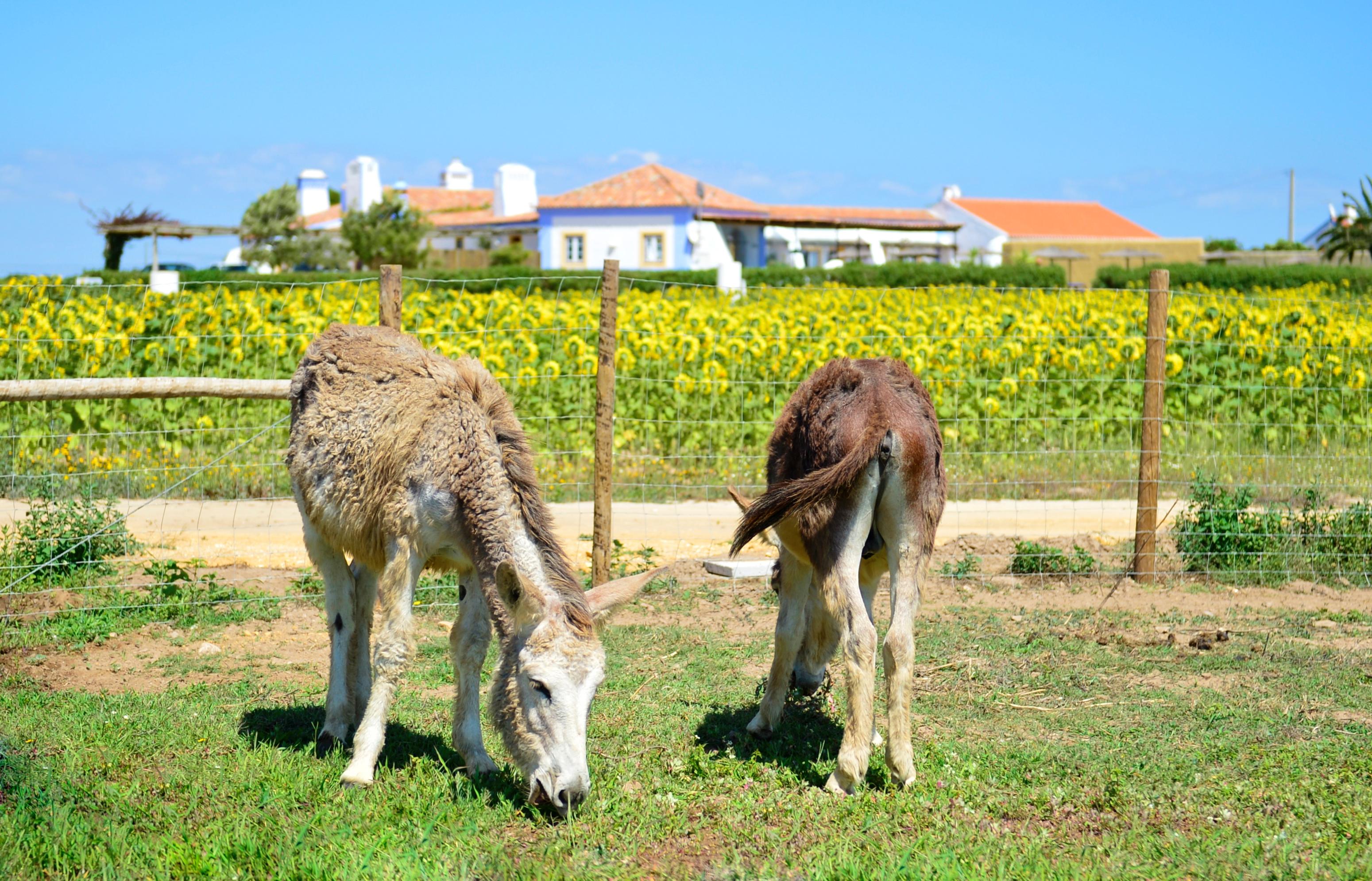Herdade do Touril by null