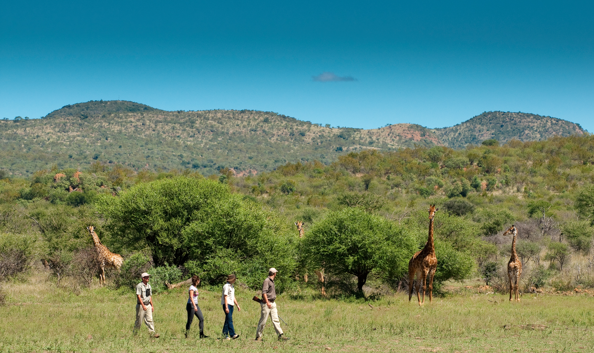 Madikwe Safari Lodge by null