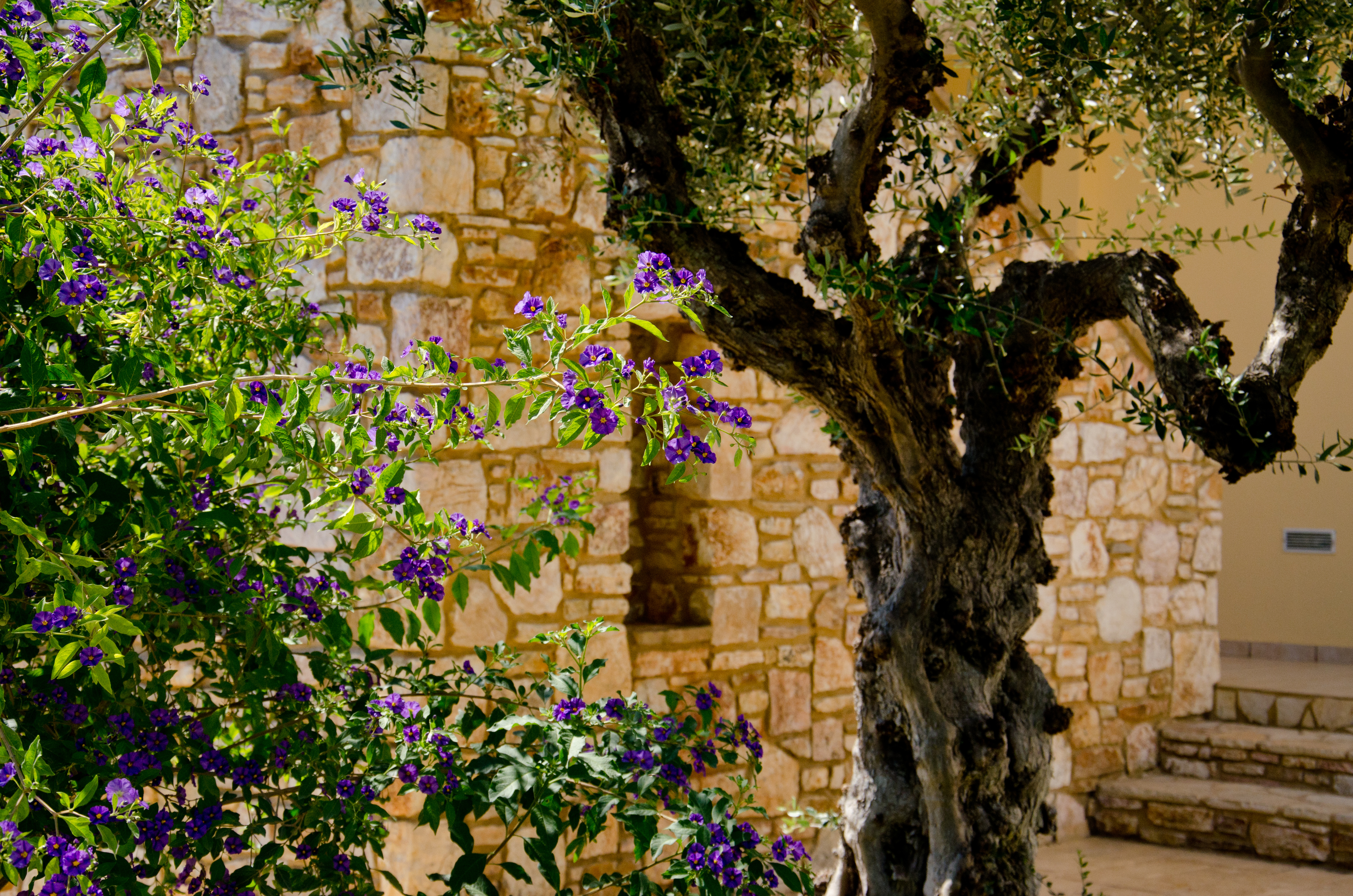 Colonides Beach hotel - Poză