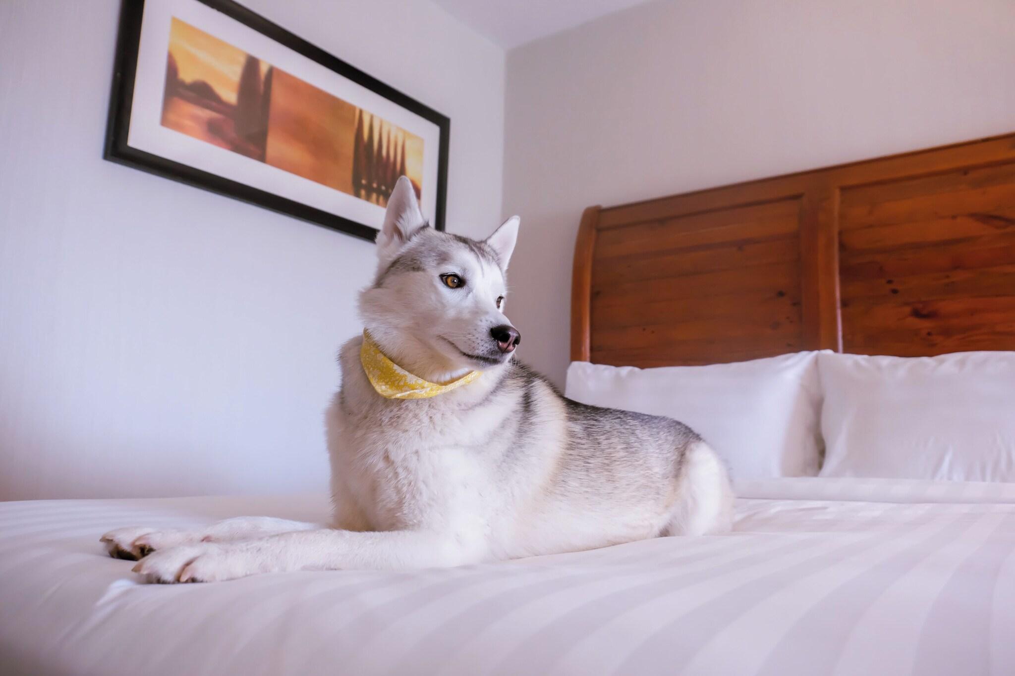 Hidden Valley Resort, an Ascend Collection Resort by null