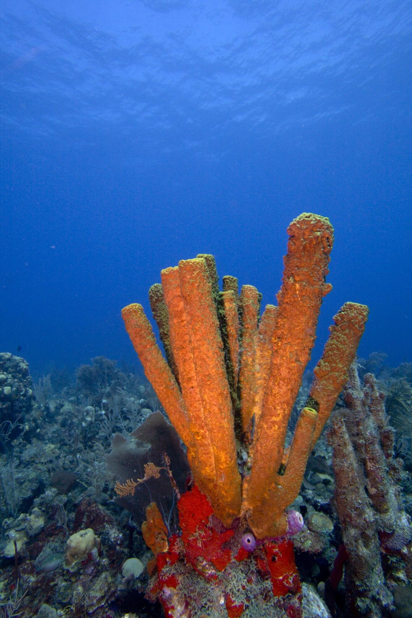 Bird Rock Beach Hotel by null