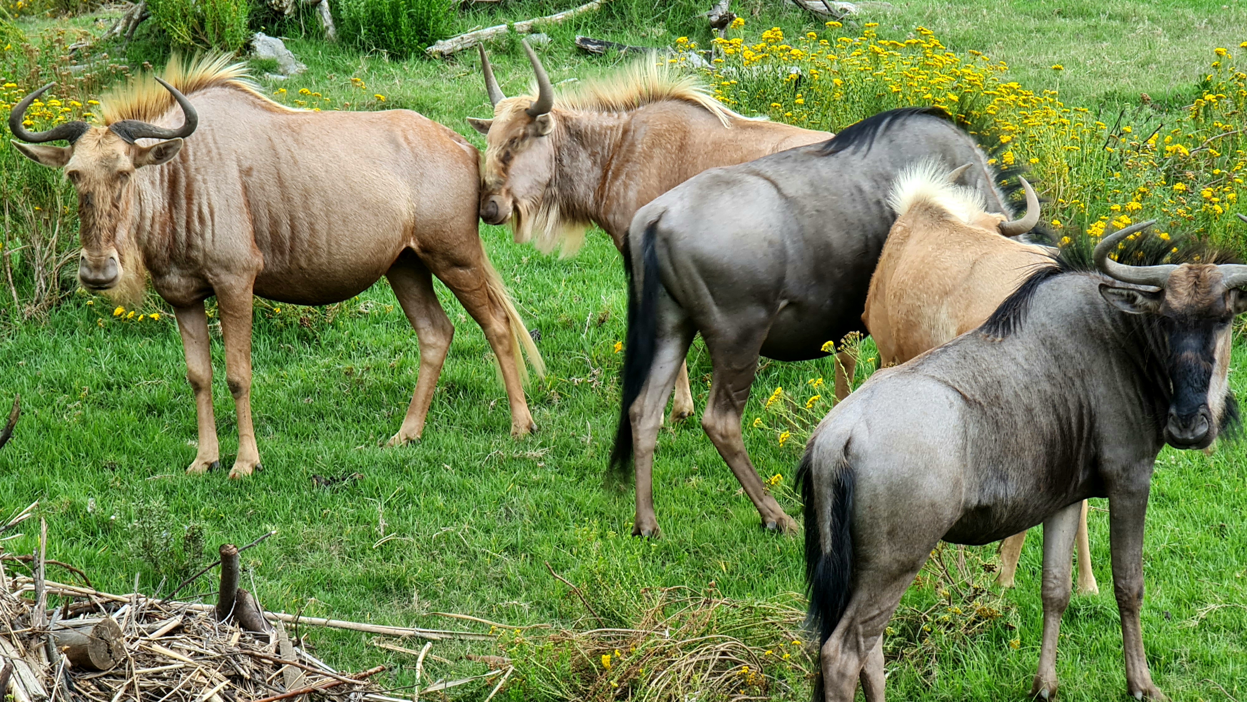 Botlierskop Tented Lodge by null