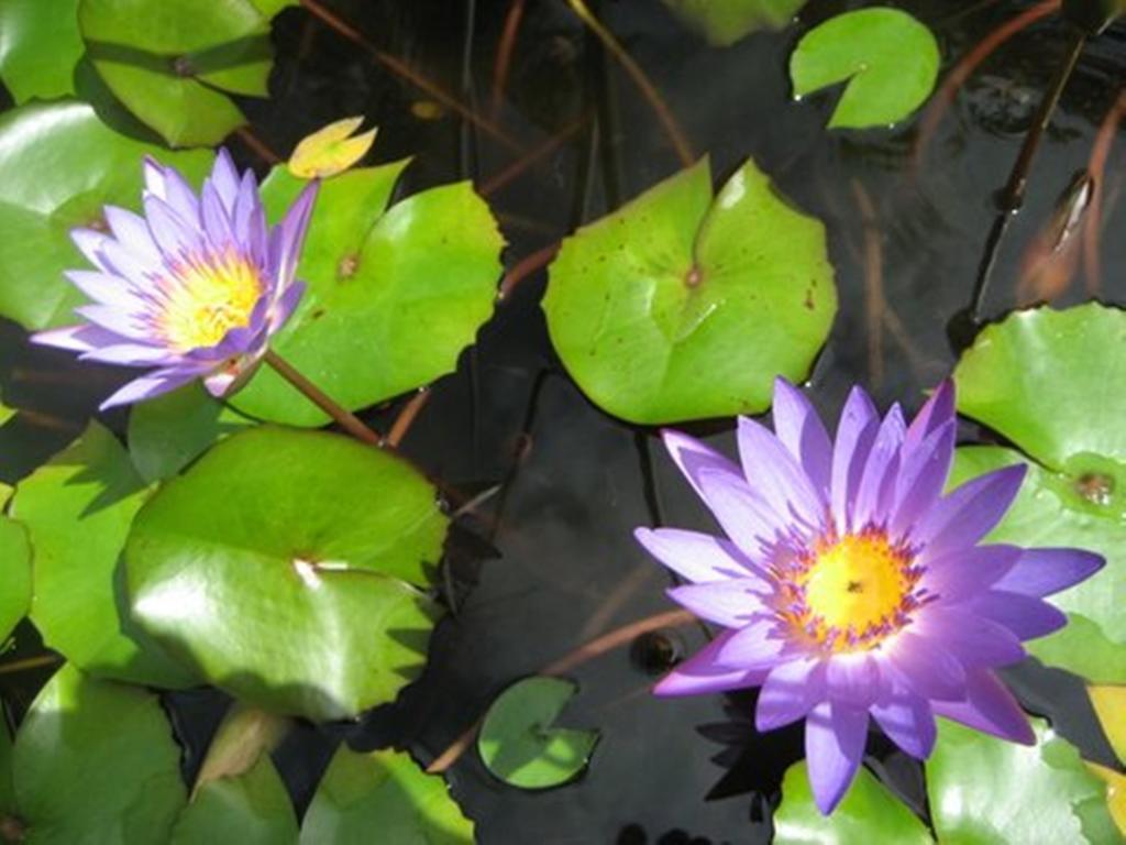 Pink Flamingo Resort by null