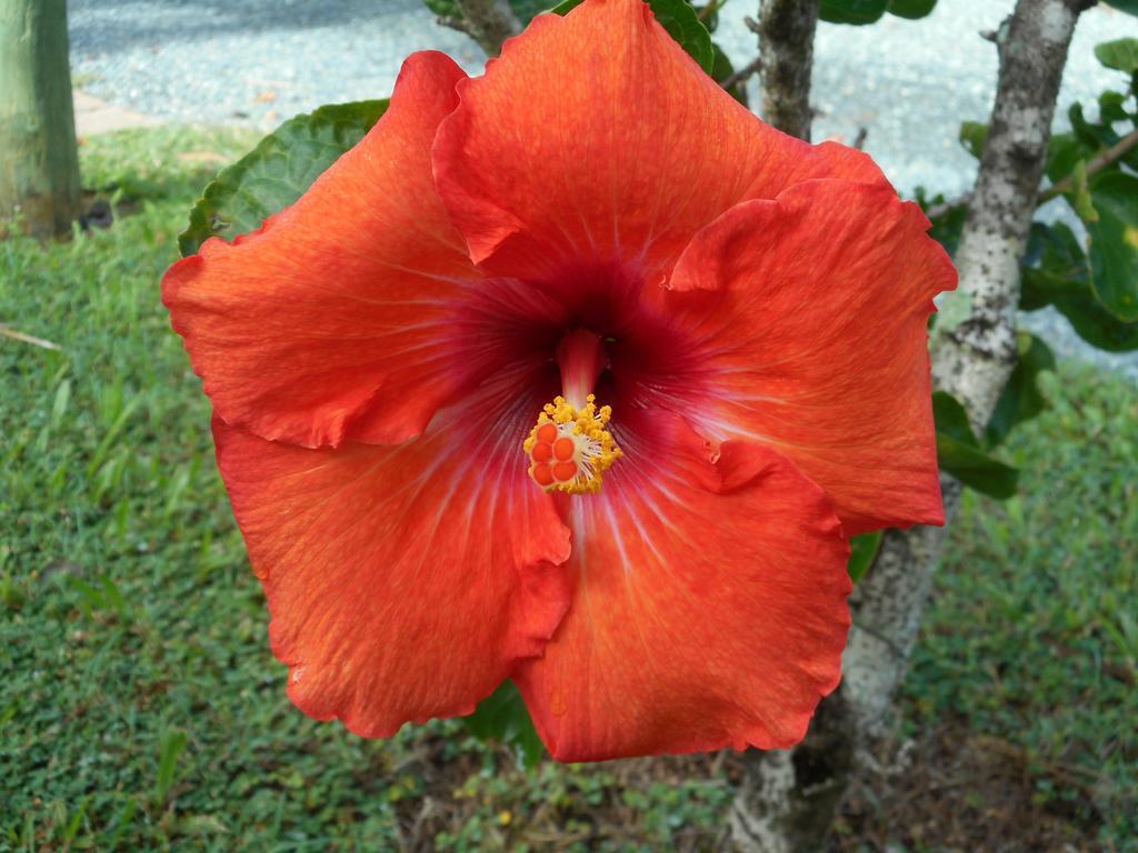 Bush Village Holiday Cabins by null