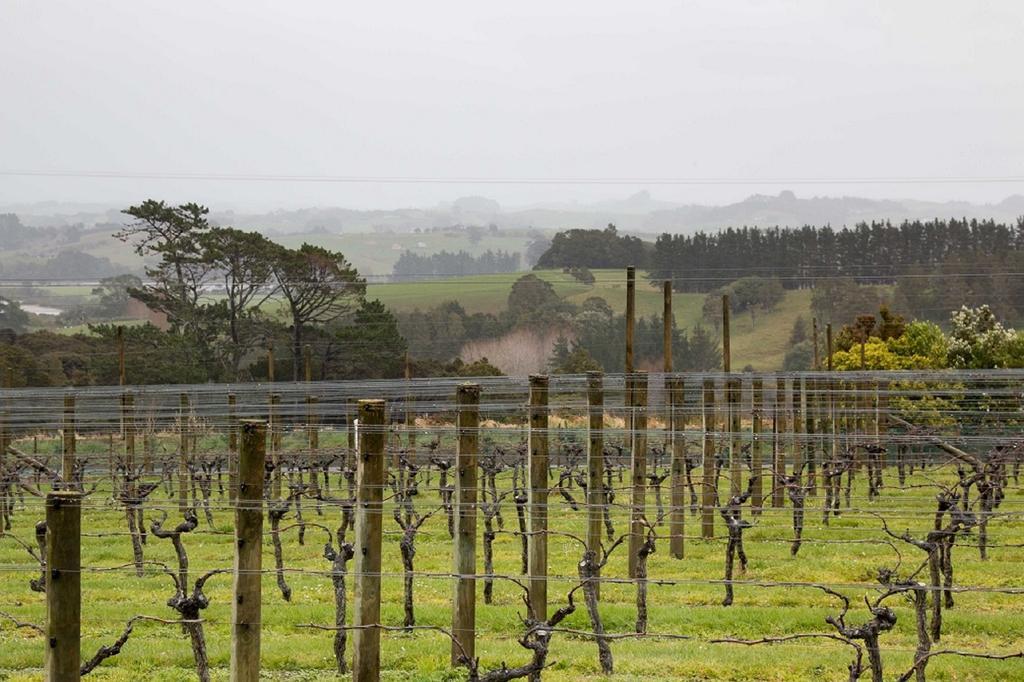 Takatu Lodge & Vineyard by null