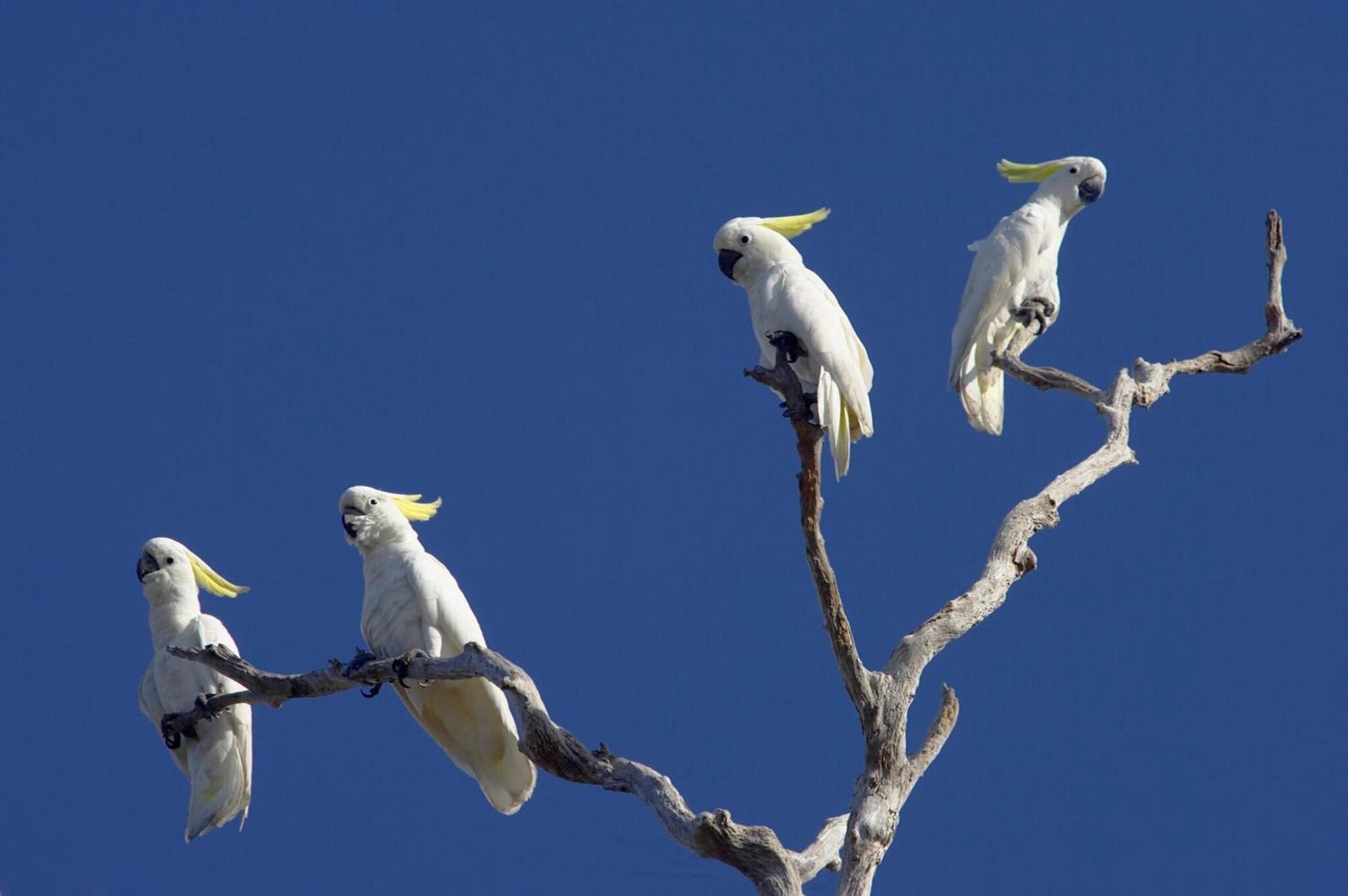 Bamurru Plains by null