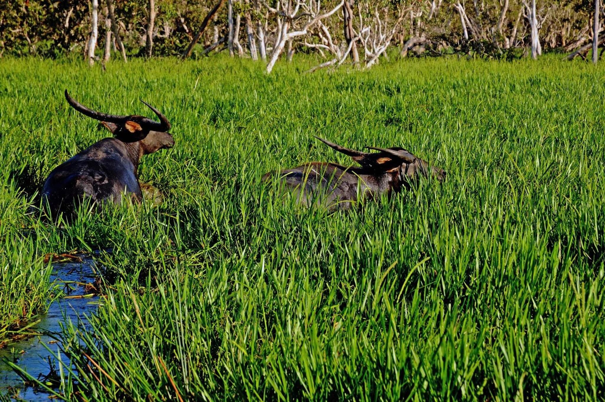 Bamurru Plains by null