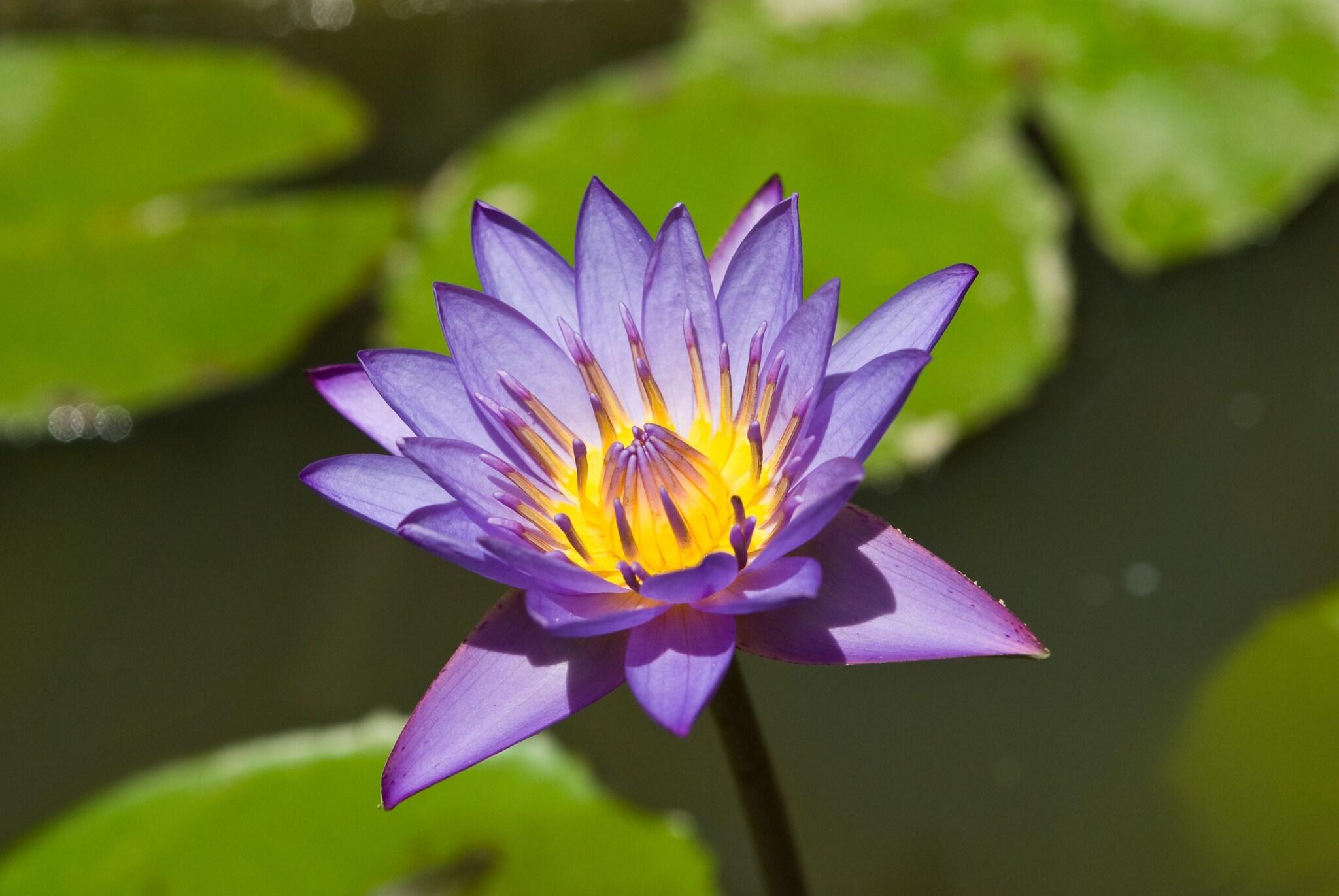 Cicada Luxury Townhouses - photo