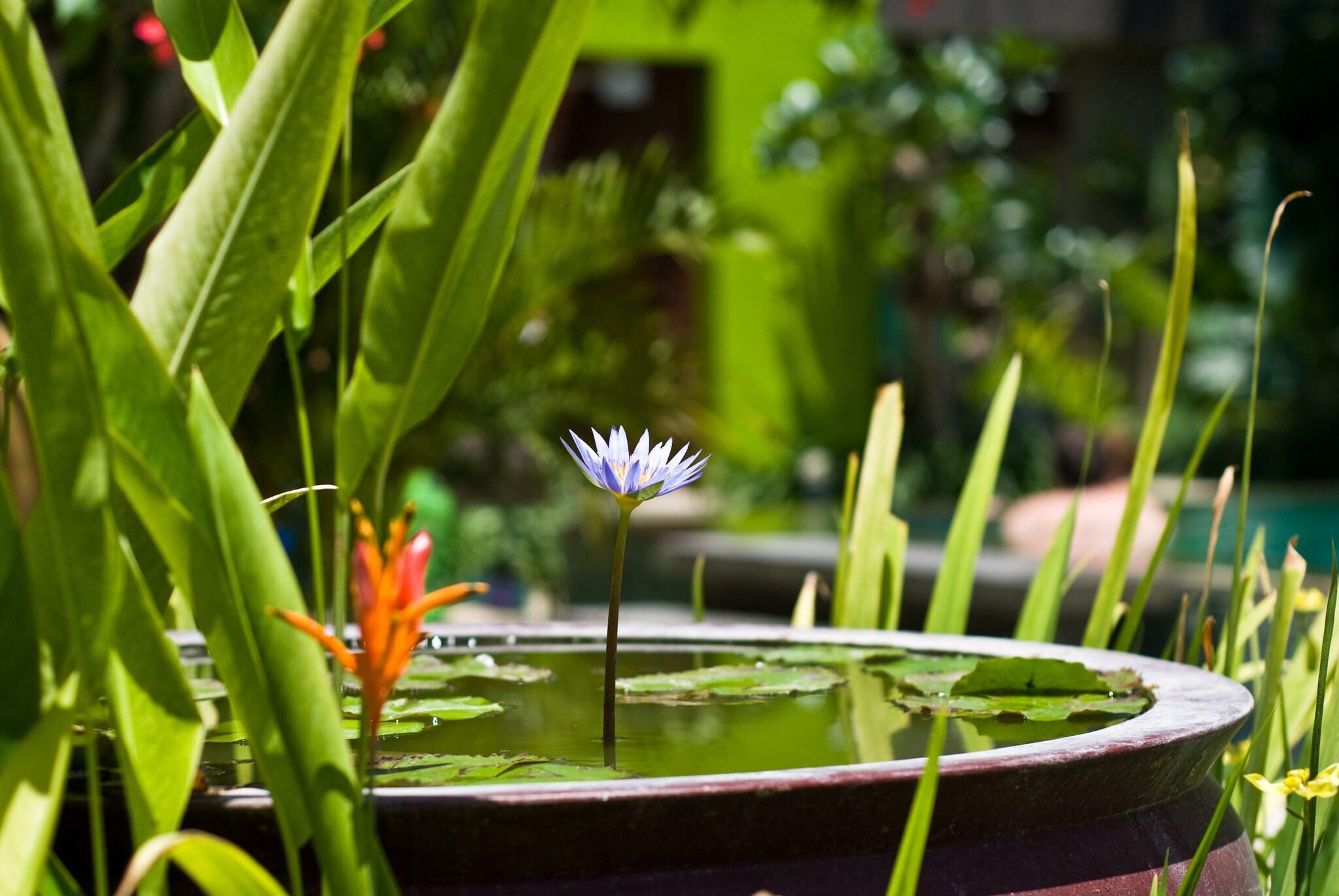 Cicada Luxury Townhouses - photo