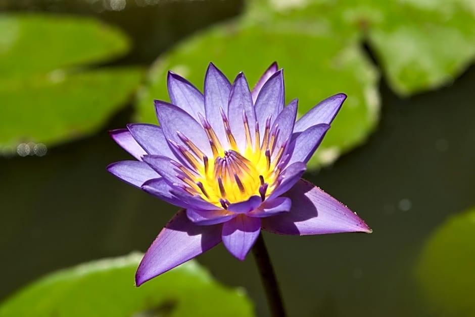 Cicada Luxury Townhouses - photo