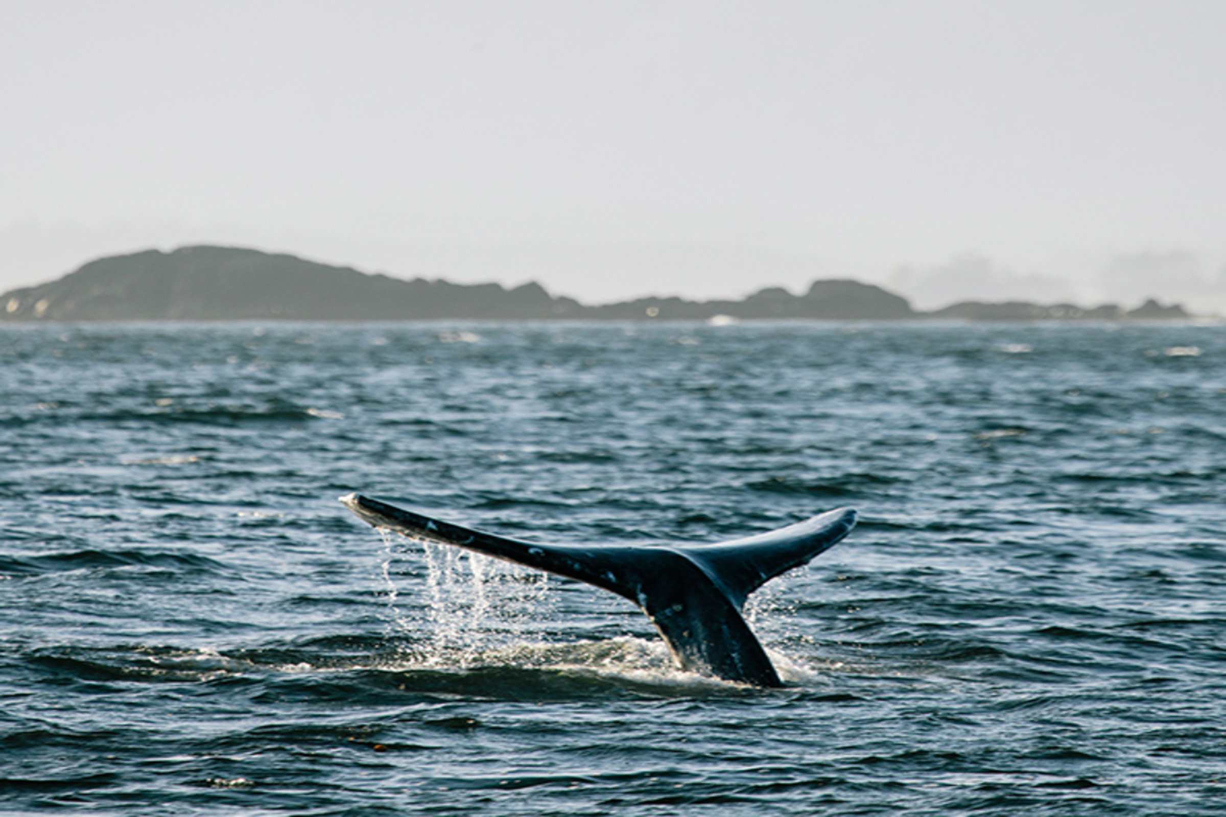 Tofino Resort + Marina by null