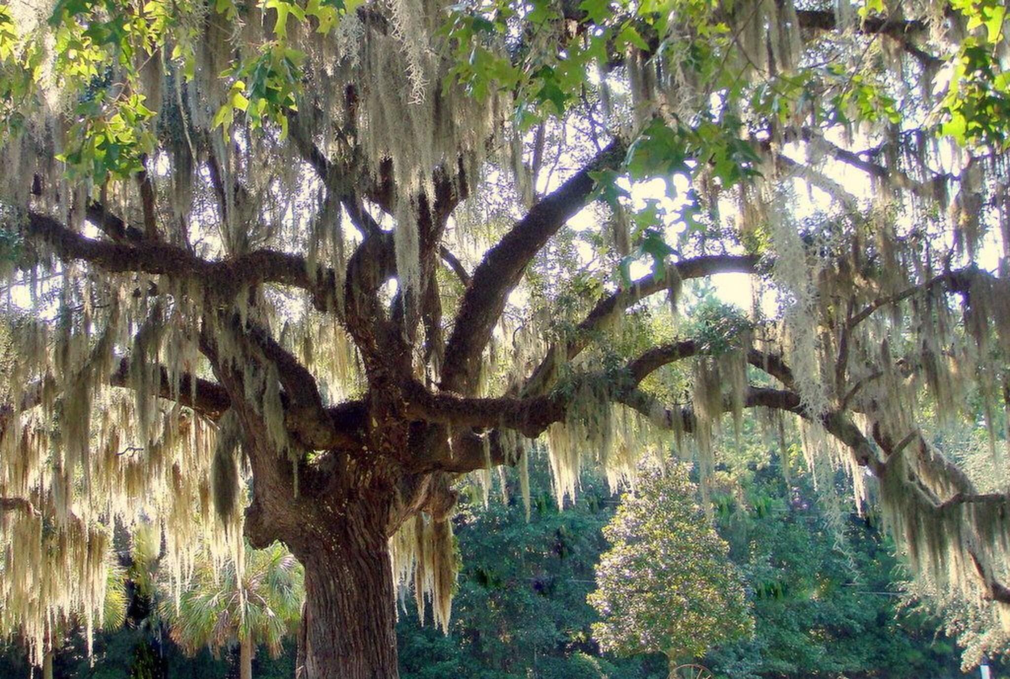 Rhett House Inn by null