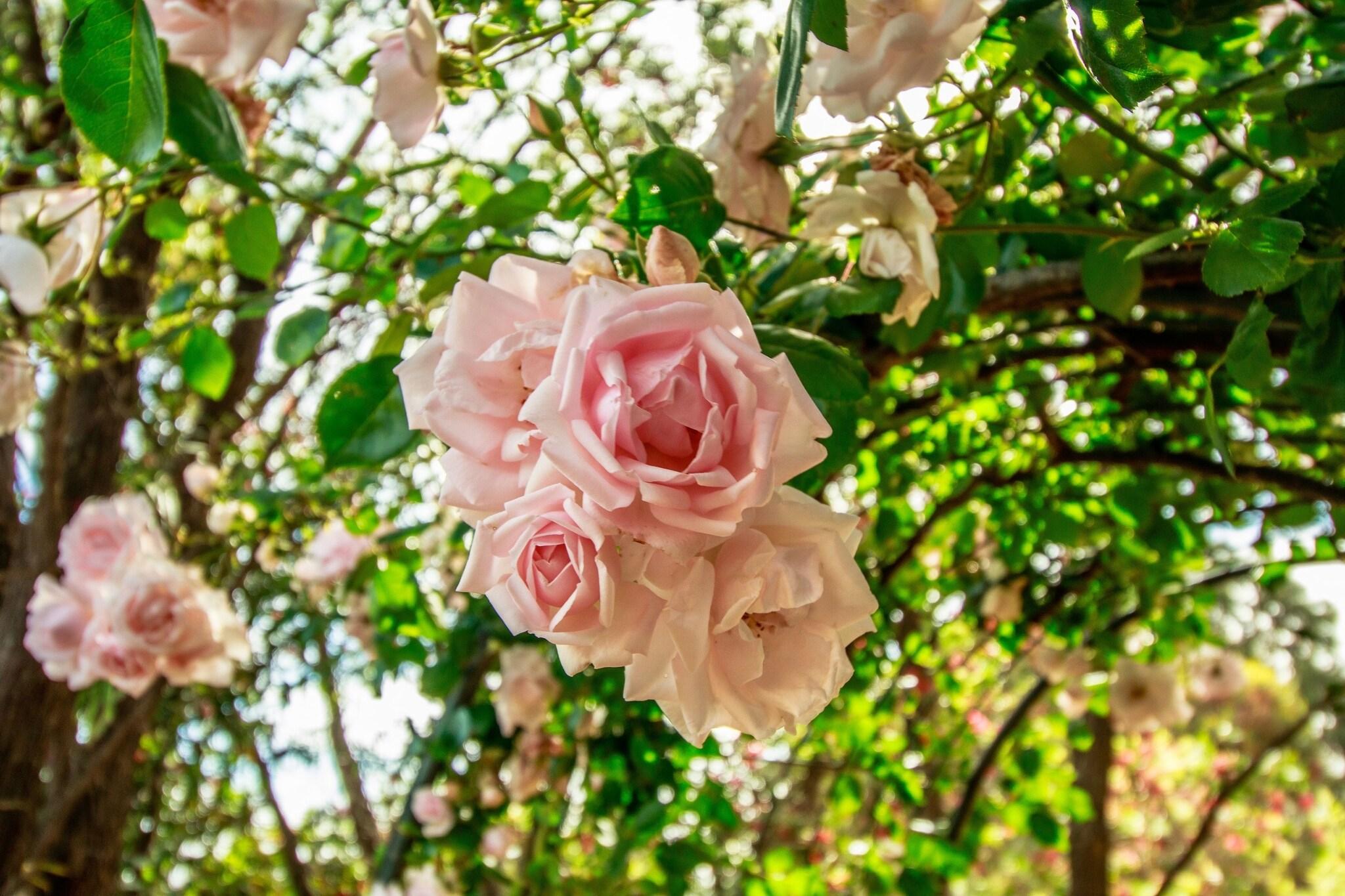 Stonewell Cottages & Vineyards by null