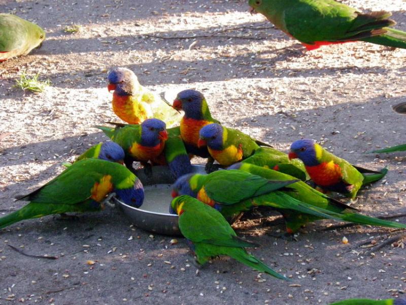 Kalimna Woods Cottages by null