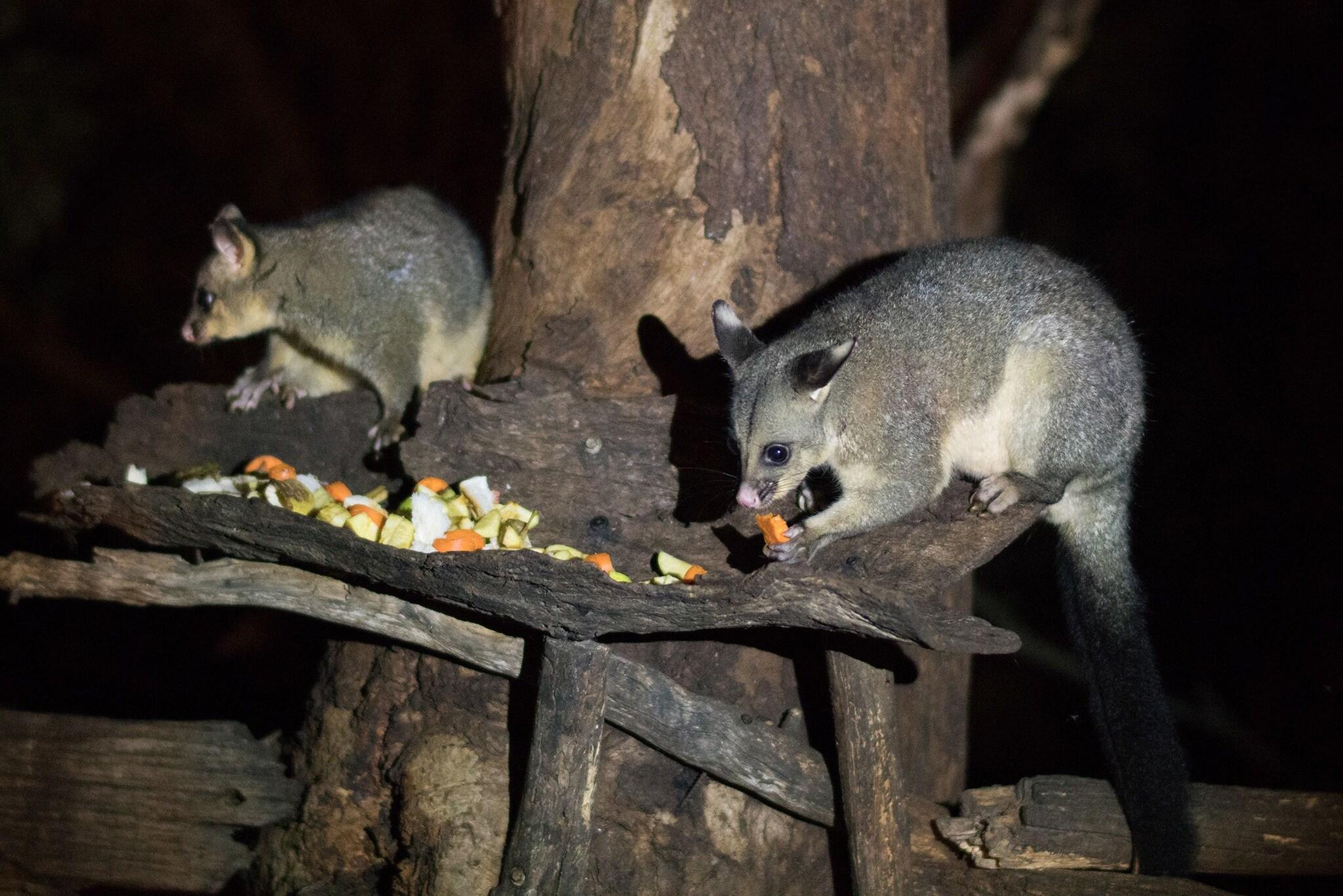 Kalimna Woods Cottages by null
