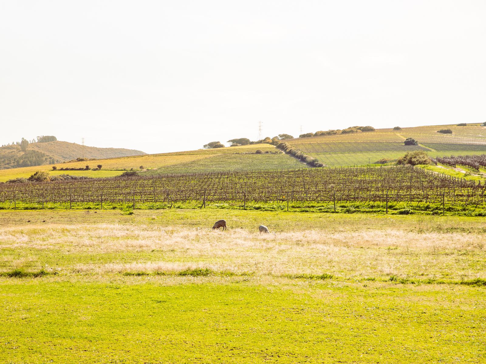 Lovane Boutique Wine Estate and Guest House