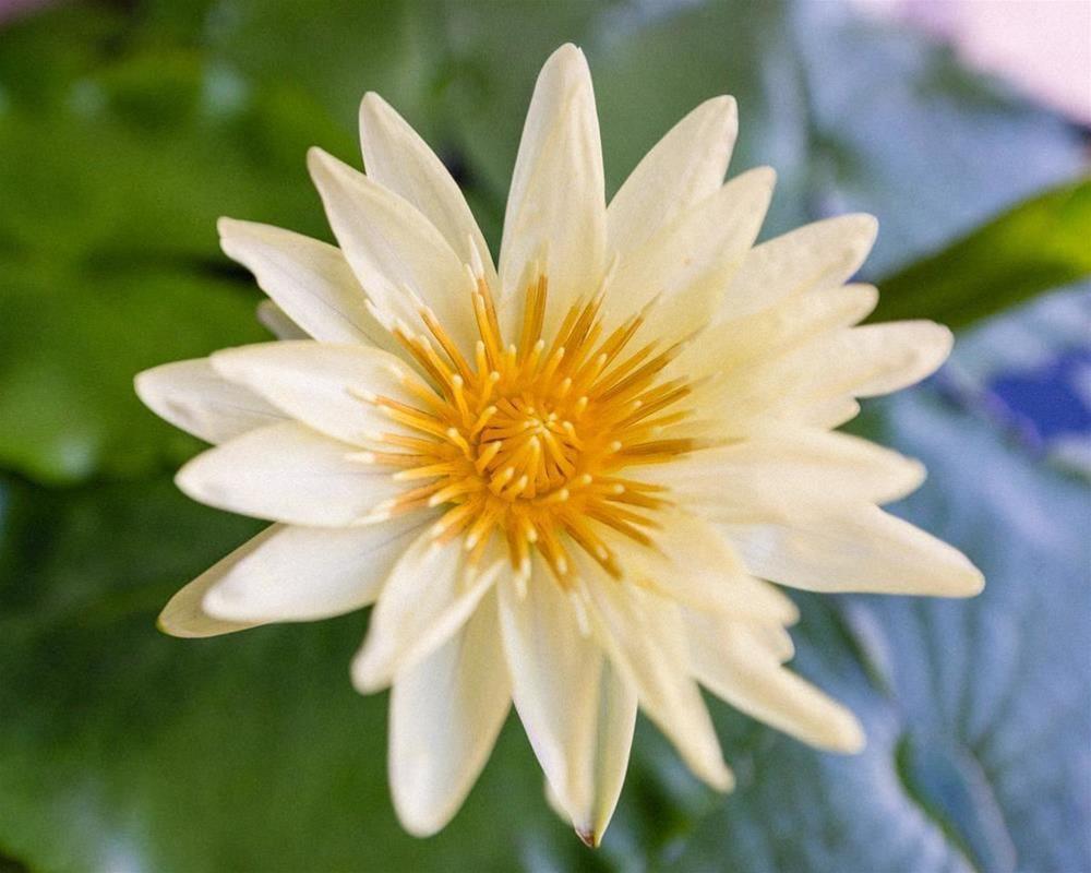 Cascade Gardens Holiday Apartments by null