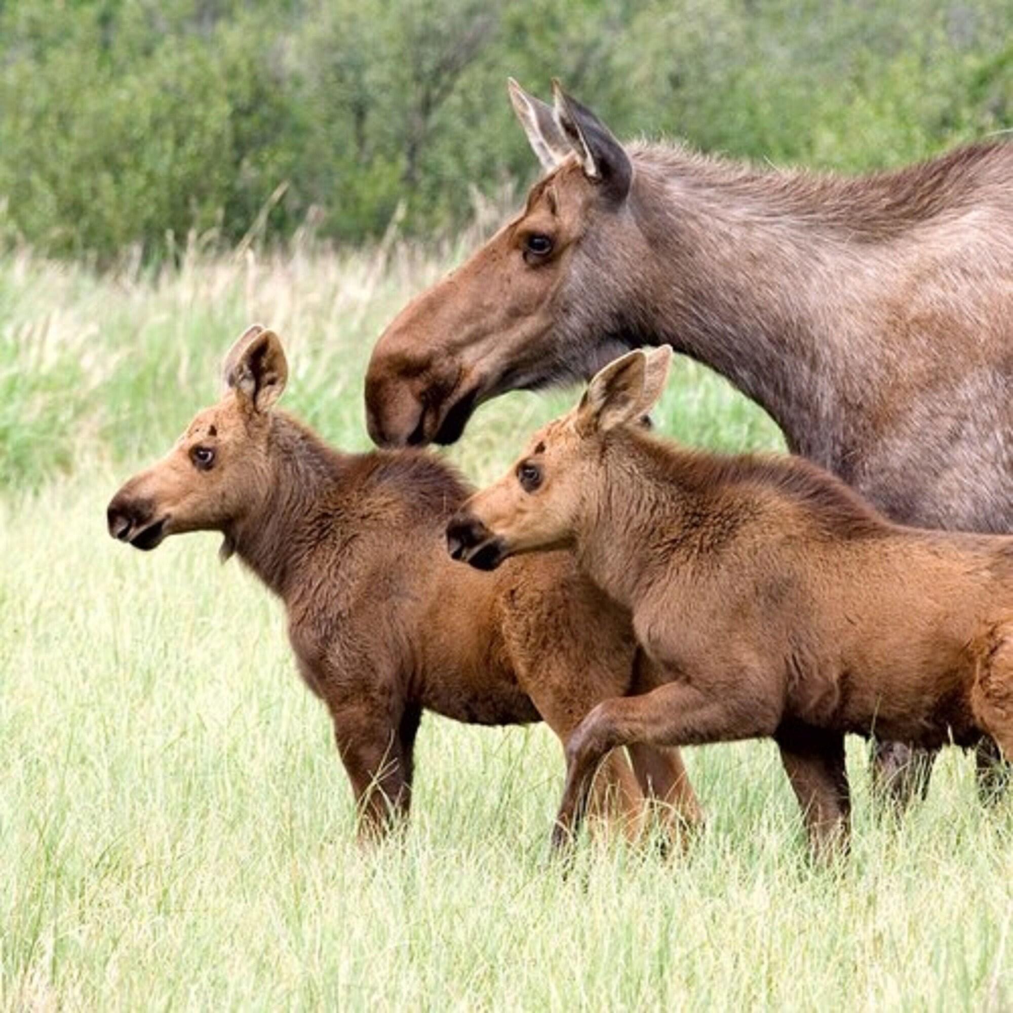 Denali Park Hotel by null
