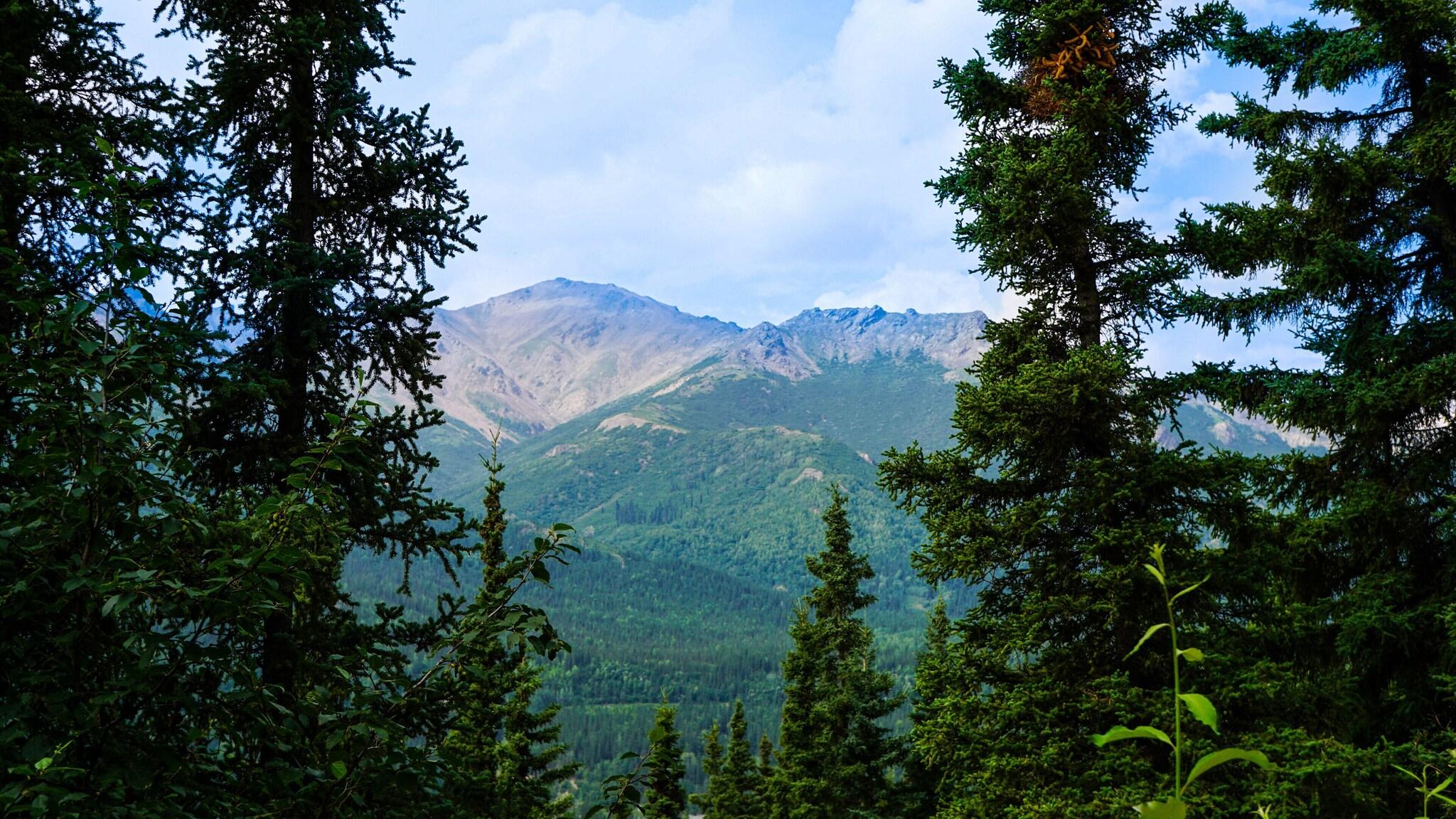 Denali Crow's Nest Log Cabins by null