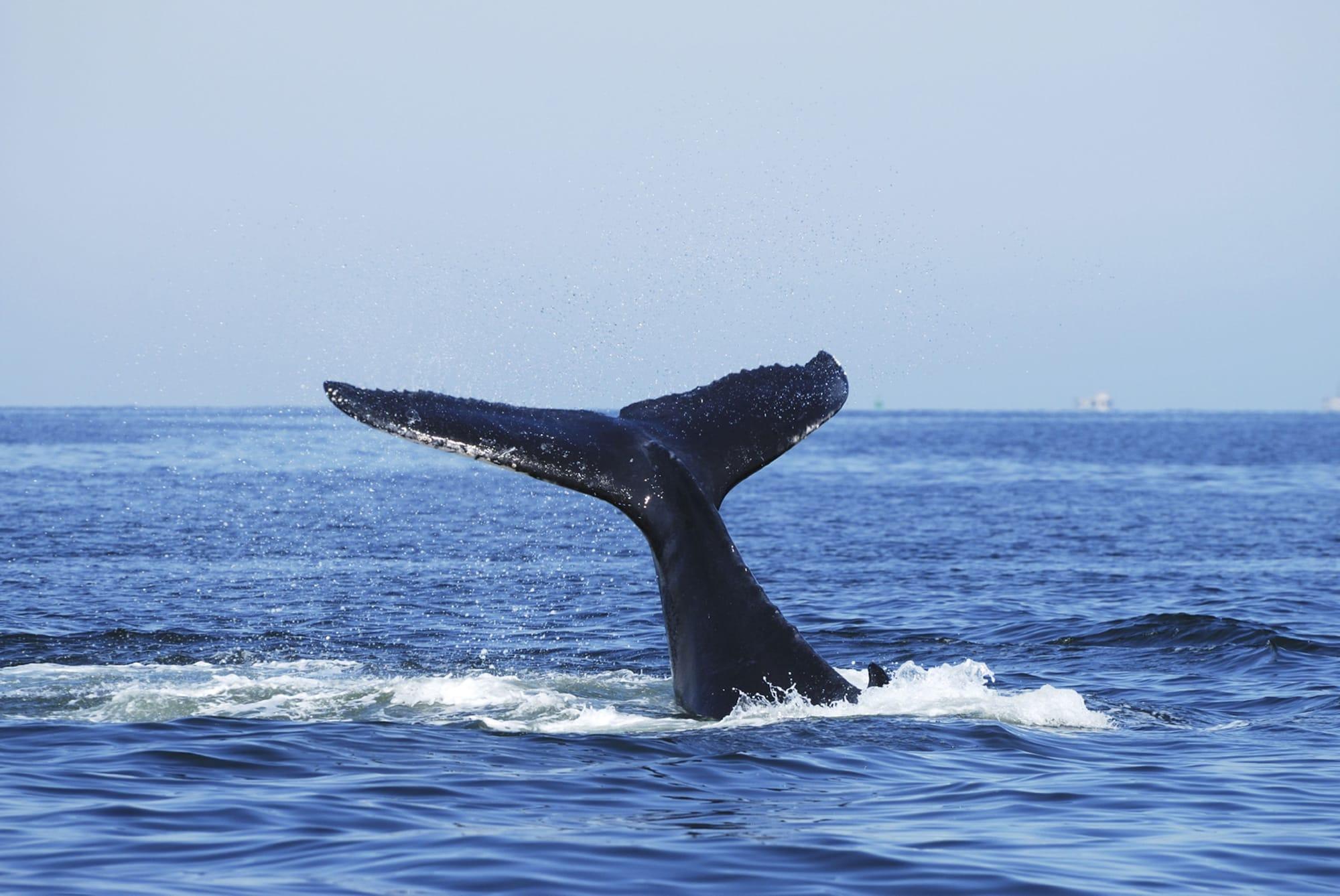 Photo of SummerHills Retreat Byron Bay (now Sparkle Tantra)