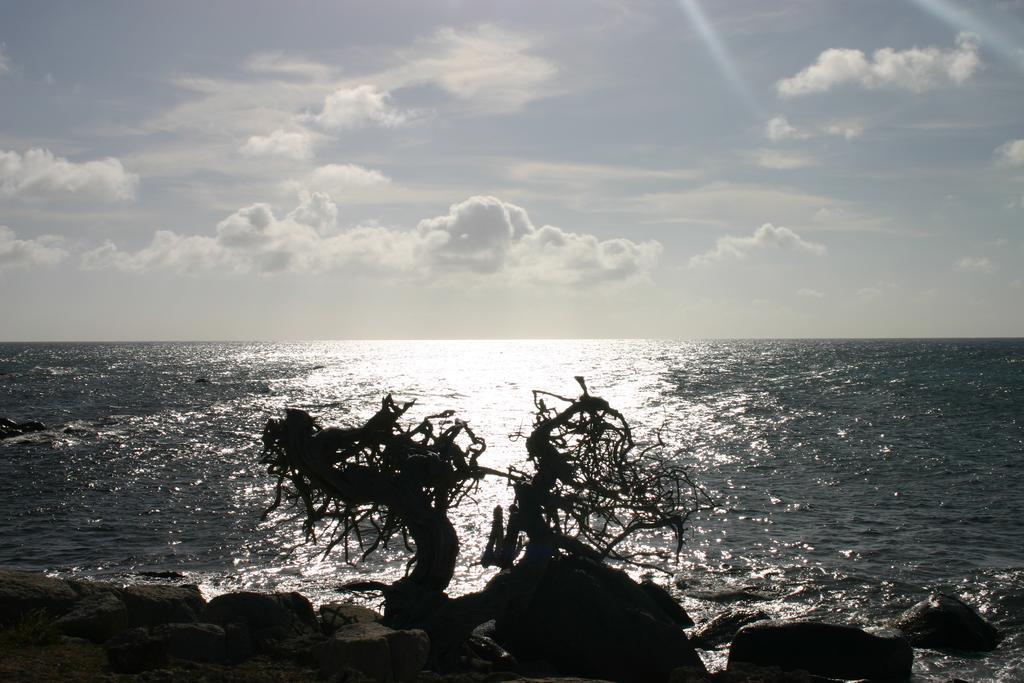 Arubiana Inn by null