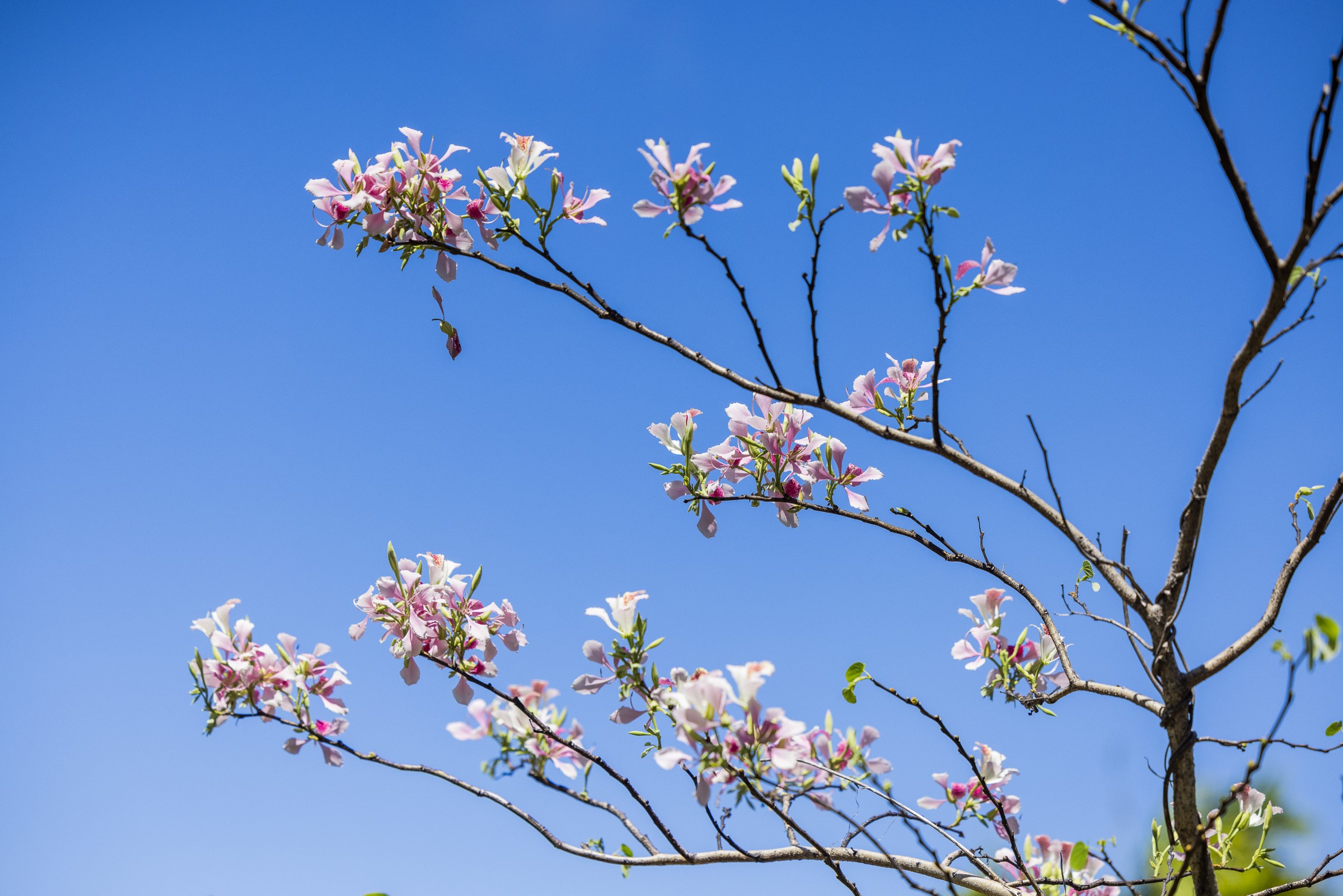 Kipara Tropical Rainforest Retreat by null