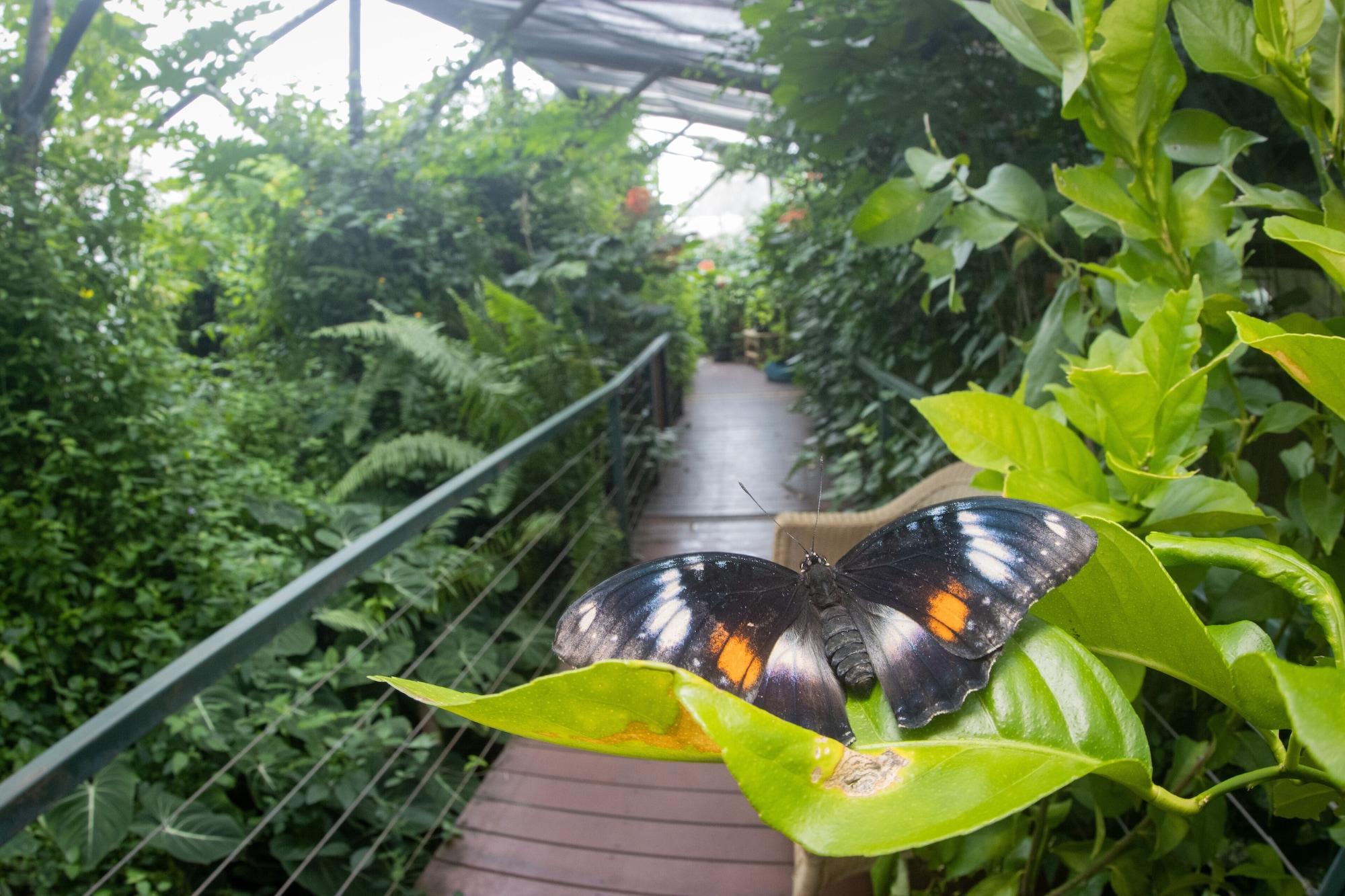 Batchelor Butterflyfarm by null