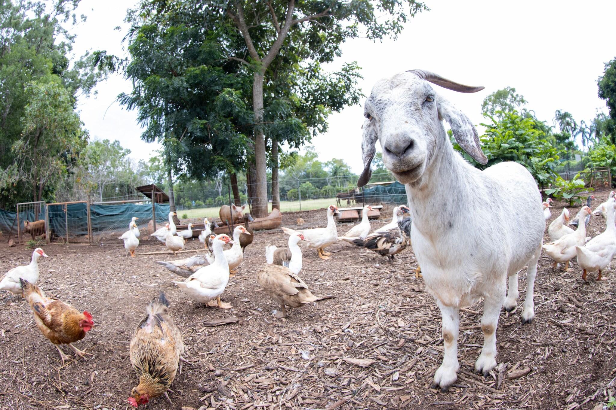 Batchelor Butterflyfarm by null