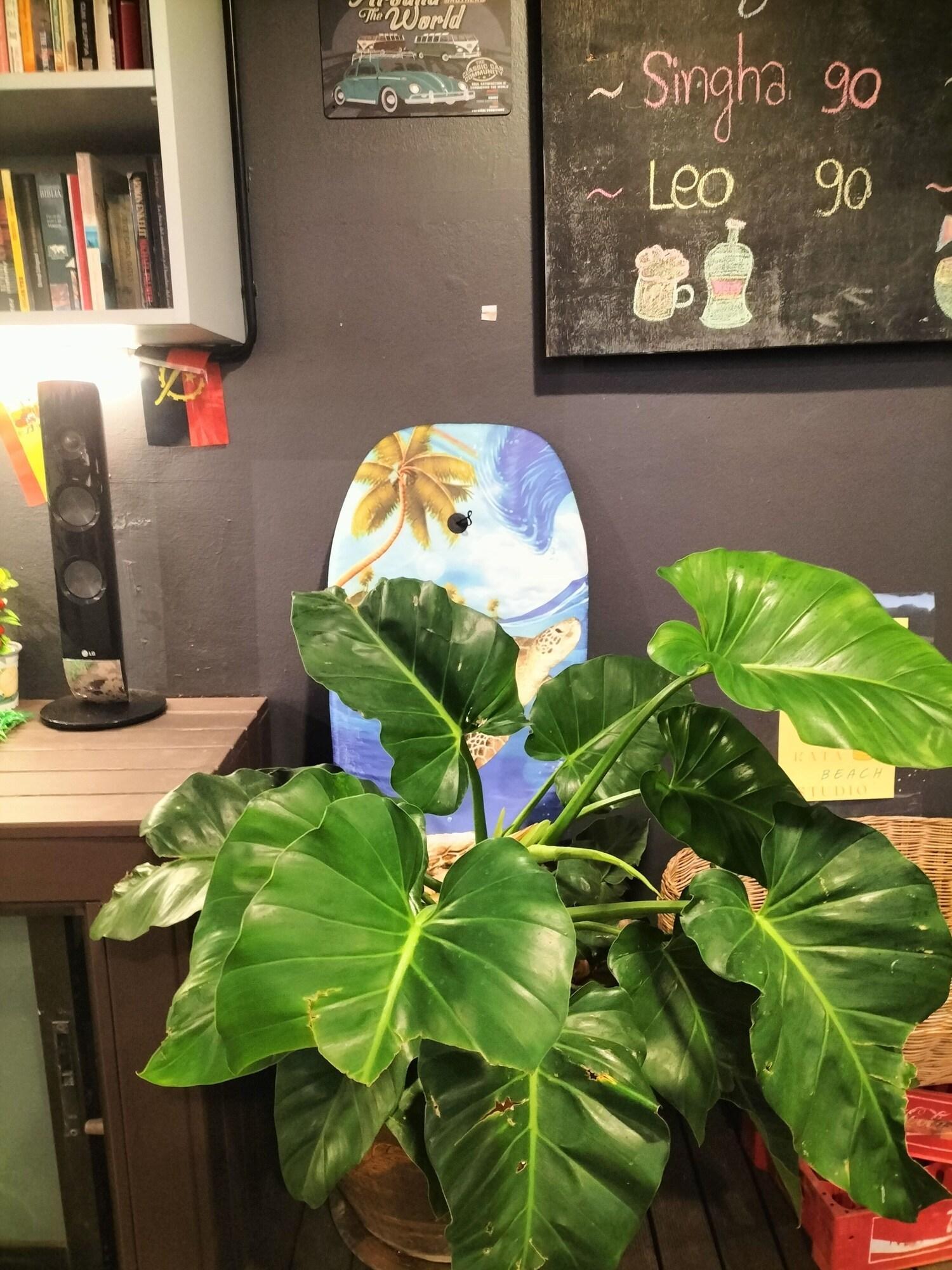 Kata Beach Studio - nuotrauka