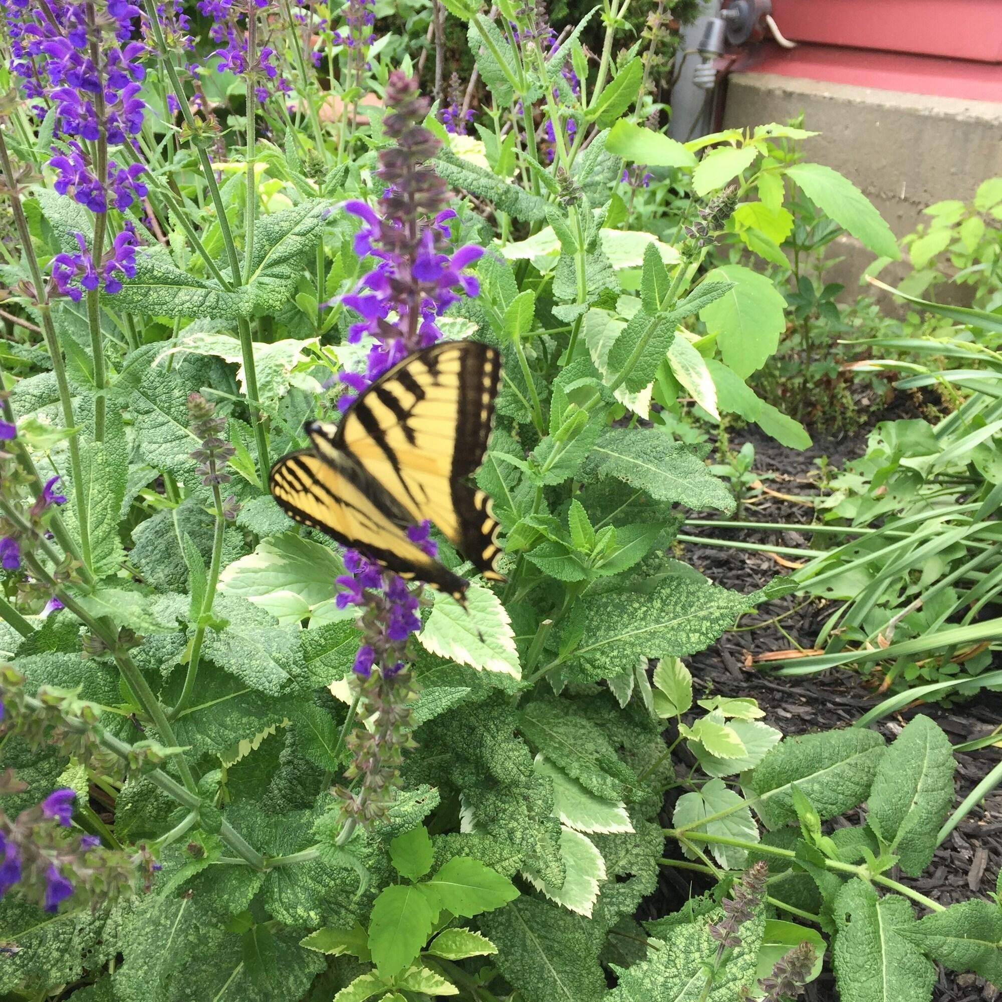 The Vermont Inn by null